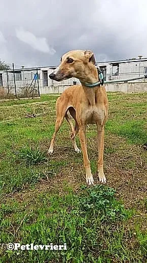 Nely adozione levrieri galgo 02