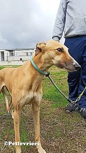 Nely adozione levrieri galgo 03