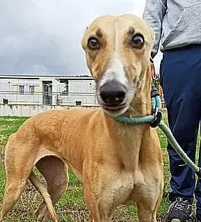 Nely adozione levrieri galgo 04 e1650054781684