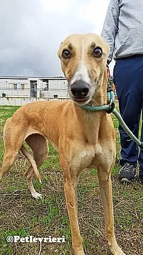 Nely adozione levrieri galgo 04