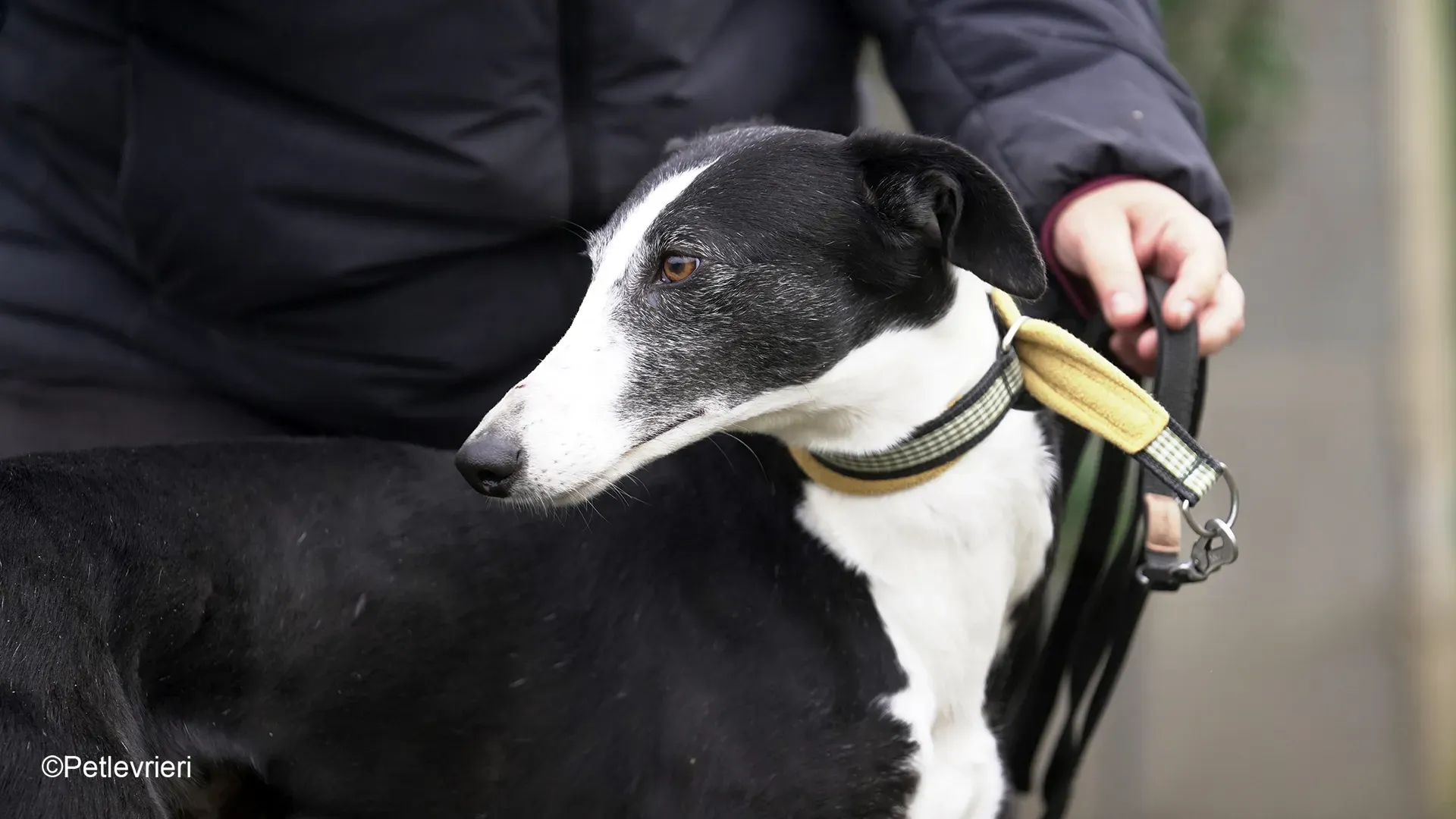 Nerina chip7668 galgo femmina nera cane adozione levriero 01 1