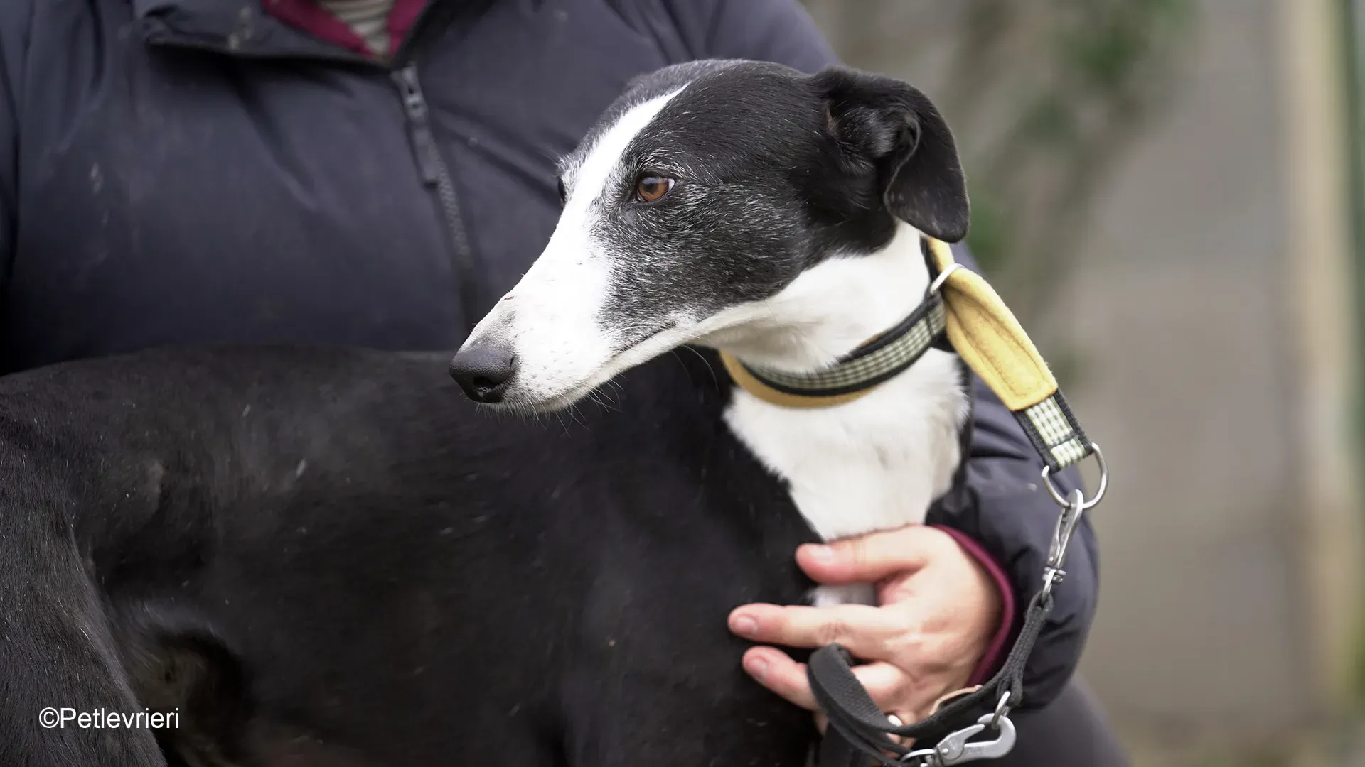 Nerina chip7668 galgo femmina nera cane adozione levriero 02 1