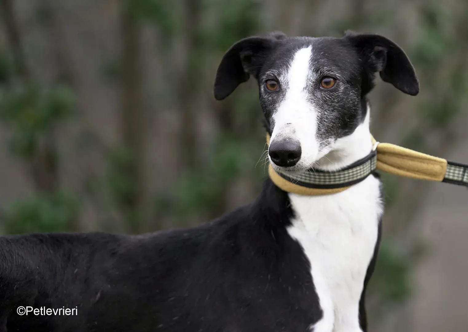Nerina chip7668 galgo femmina nera cane adozione levriero 04 1 e1709213987976