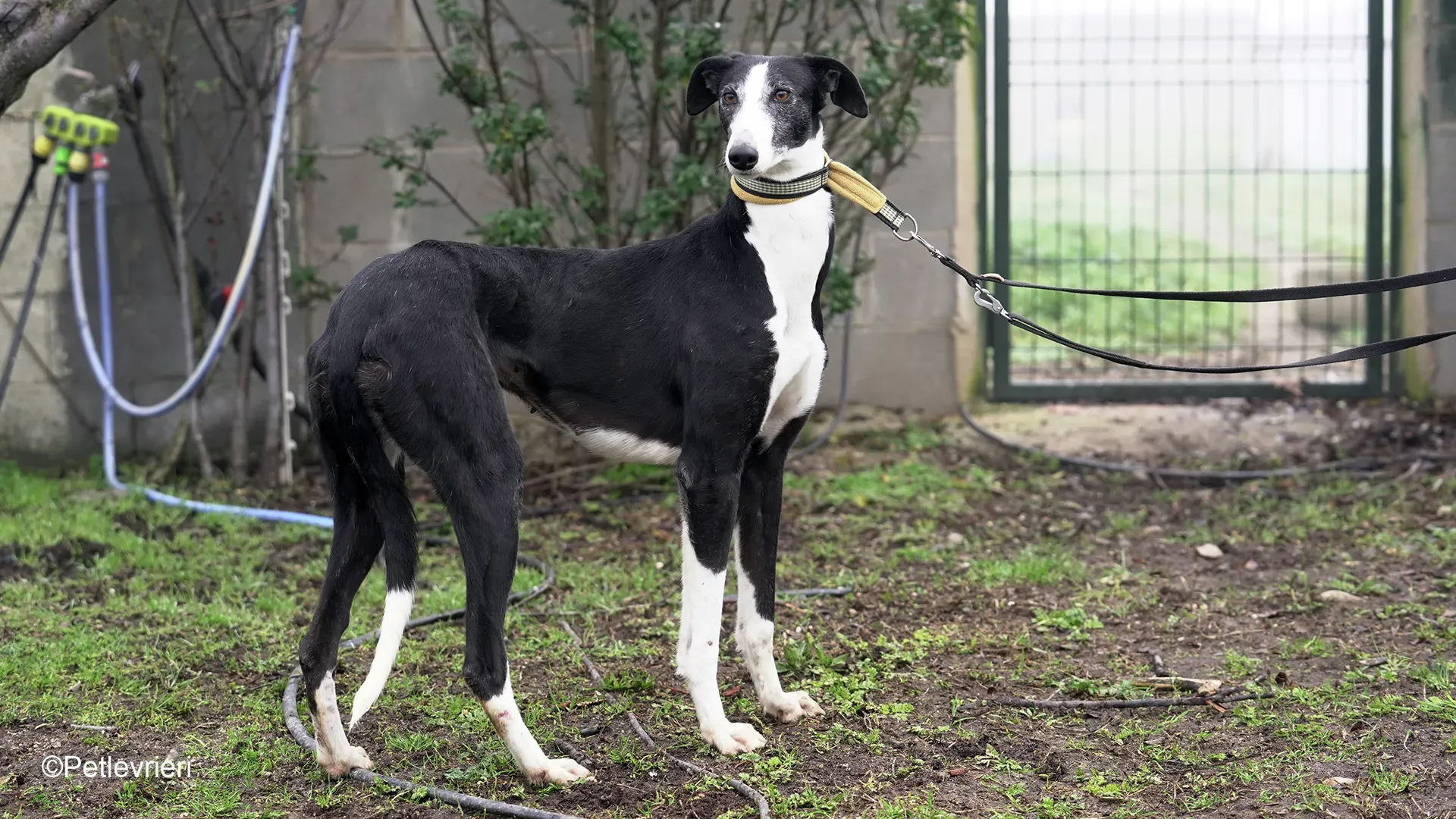 Nerina chip7668 galgo femmina nera cane adozione levriero 07 1