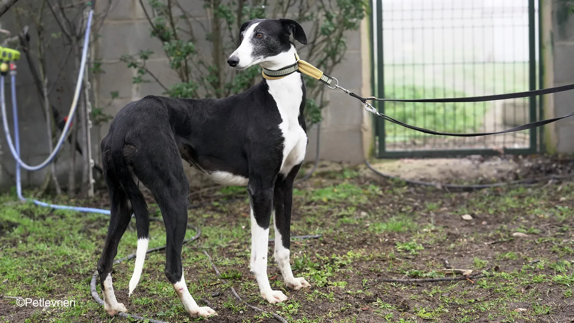 Nerina chip7668 galgo femmina nera cane adozione levriero 09 1