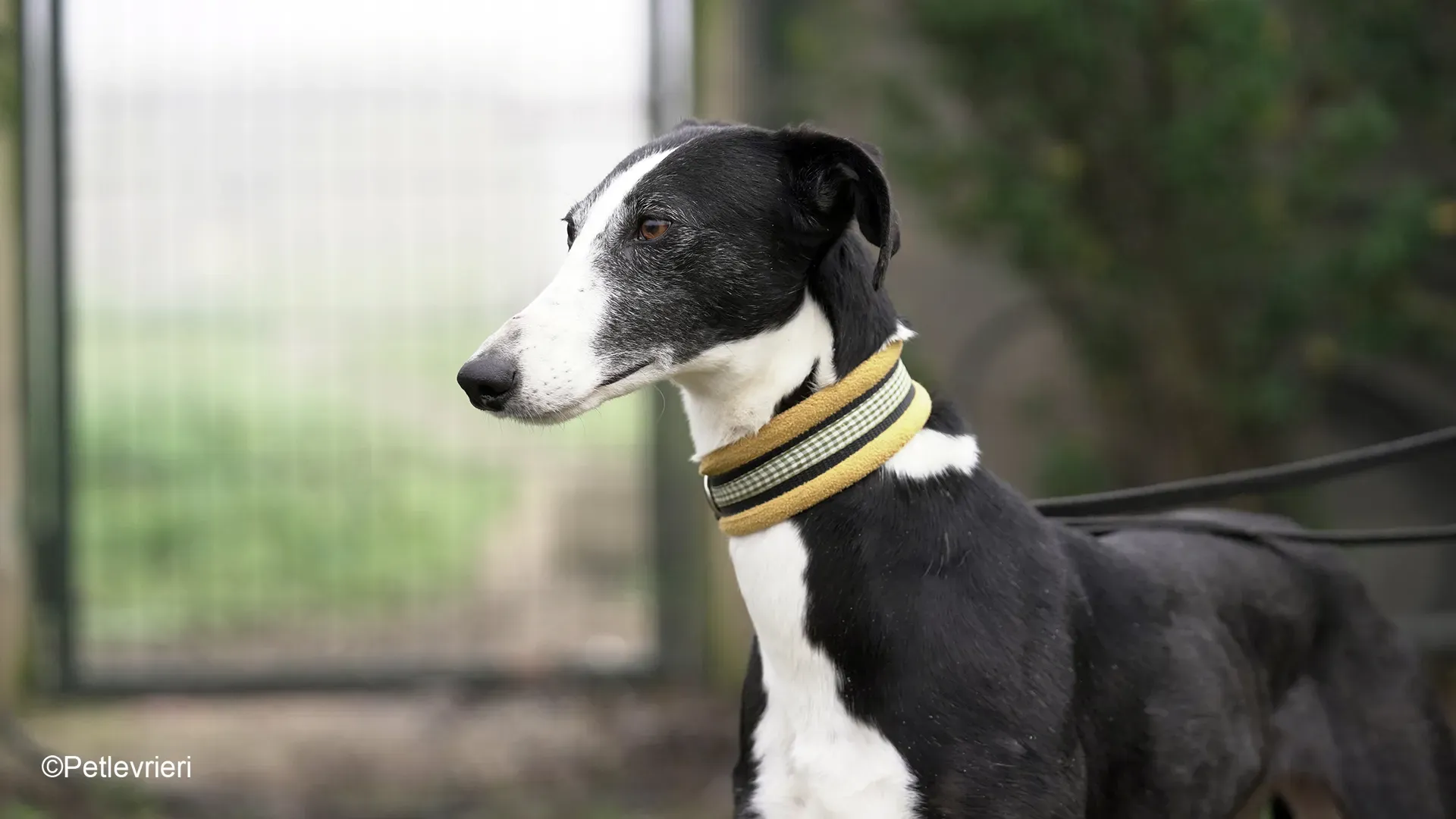Nerina chip7668 galgo femmina nera cane adozione levriero 10 1