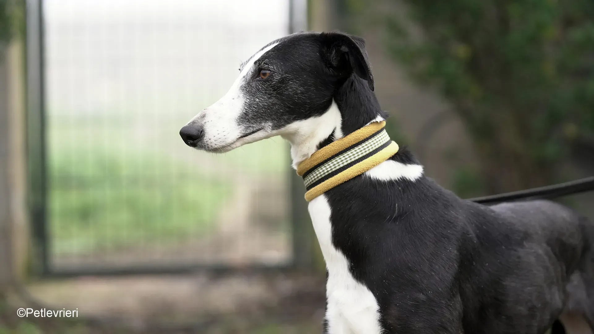 Nerina chip7668 galgo femmina nera cane adozione levriero 11 1