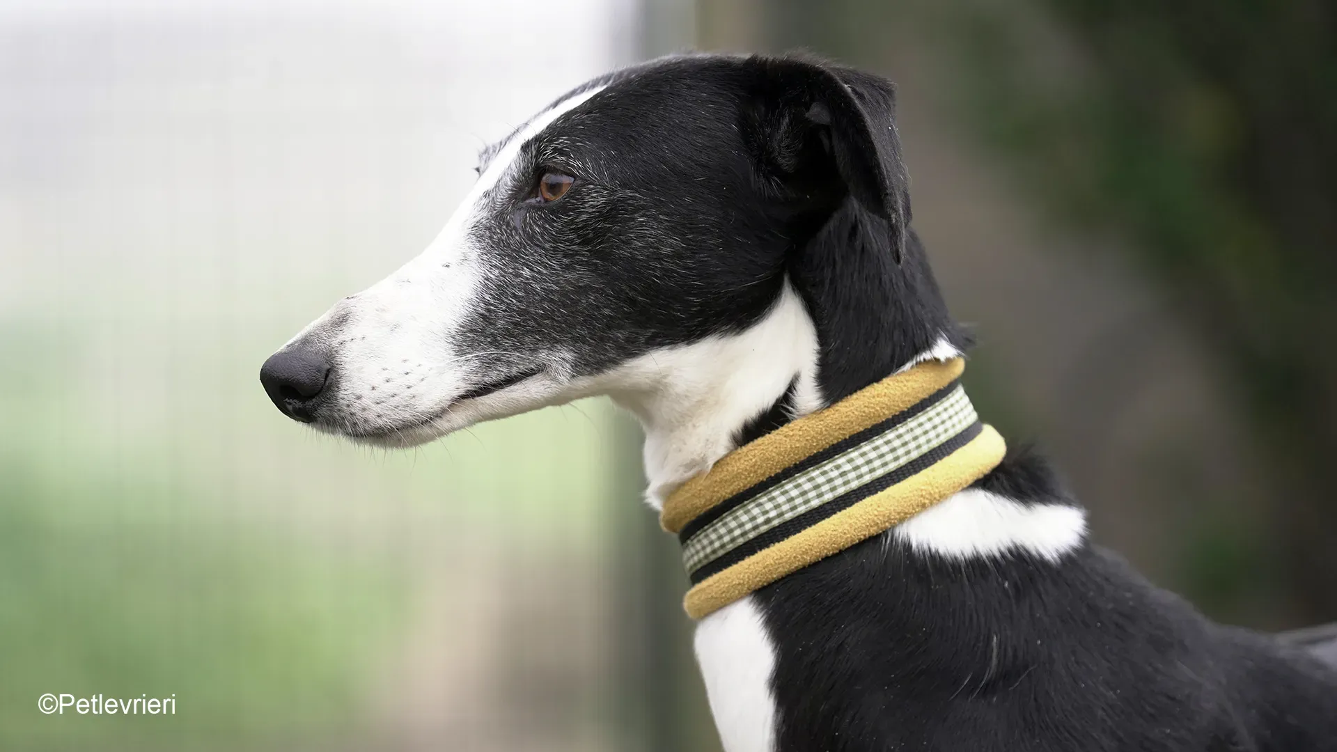 Nerina chip7668 galgo femmina nera cane adozione levriero 13 1