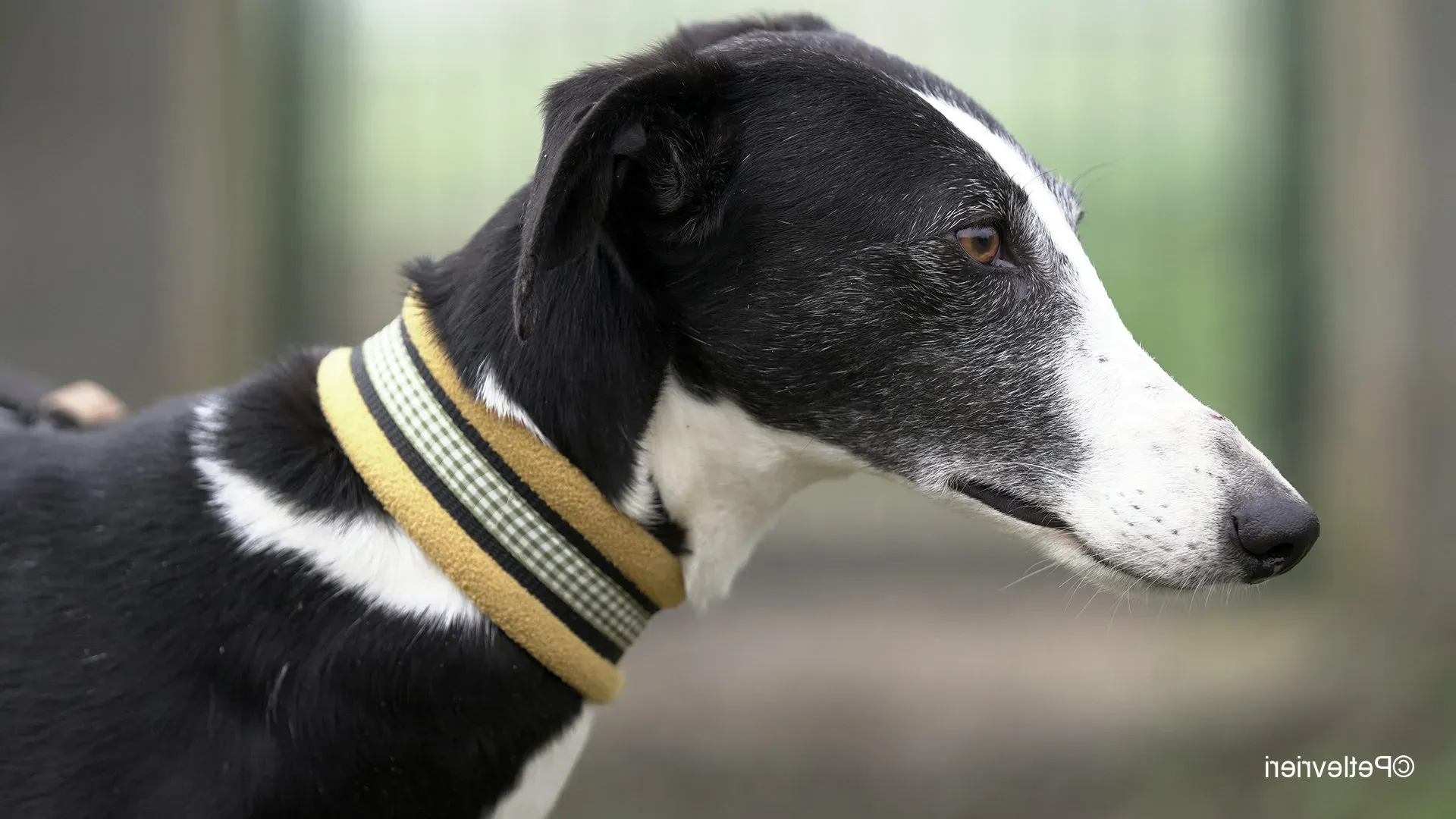 Nerina chip7668 galgo femmina nera cane adozione levriero 16 e1709215171169