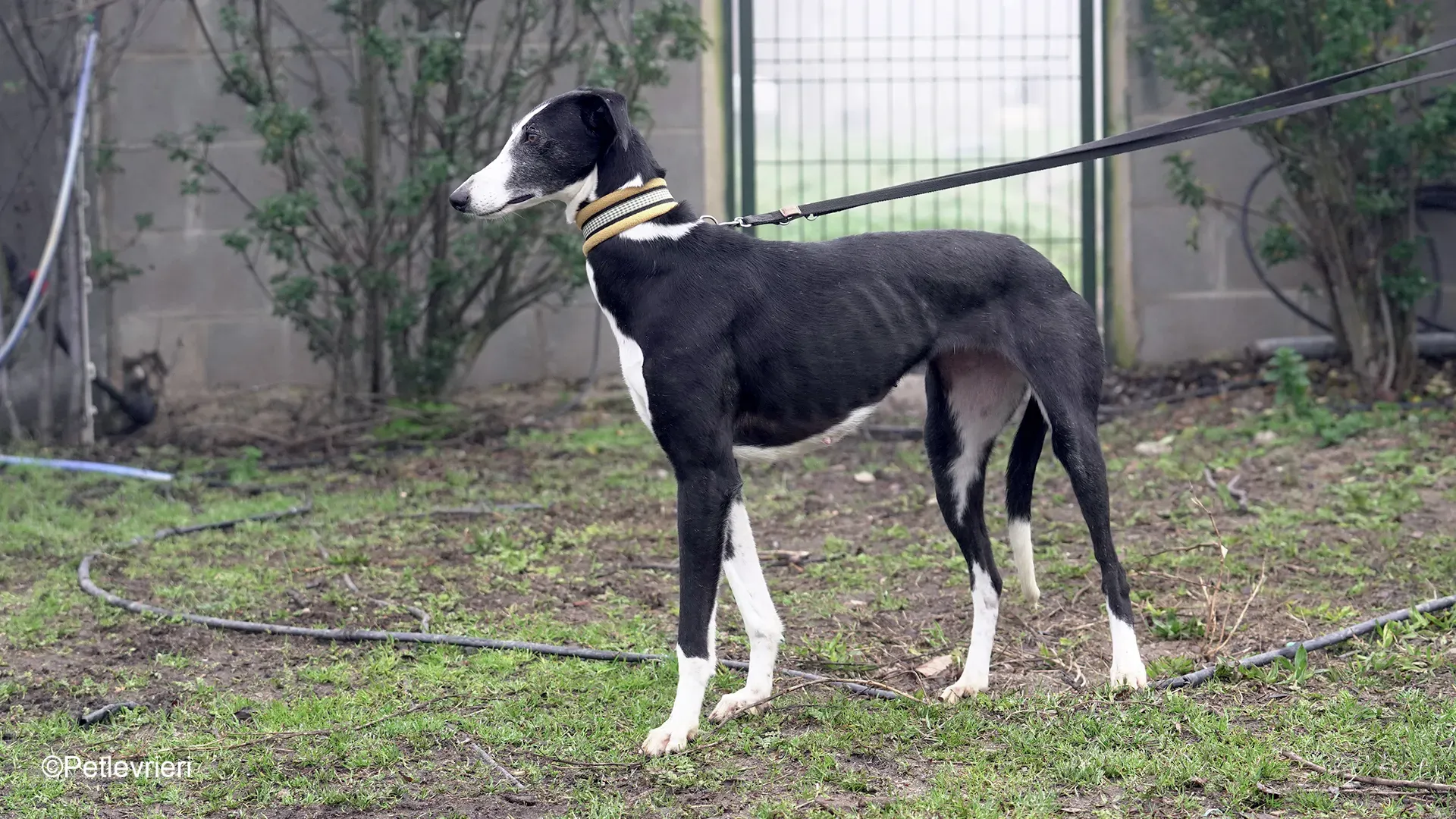 Nerina chip7668 galgo femmina nera cane adozione levriero 17