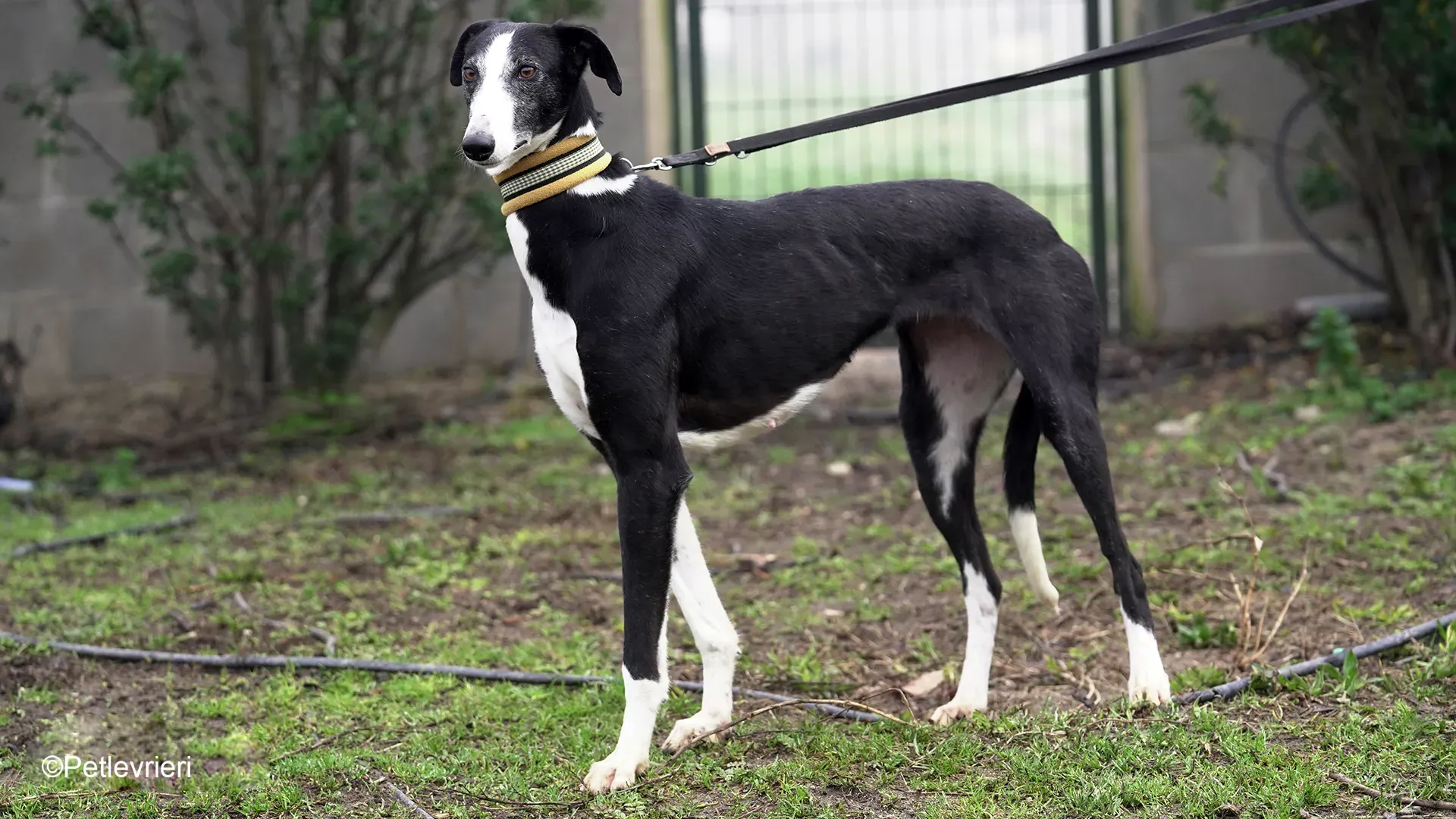 Nerina chip7668 galgo femmina nera cane adozione levriero 20