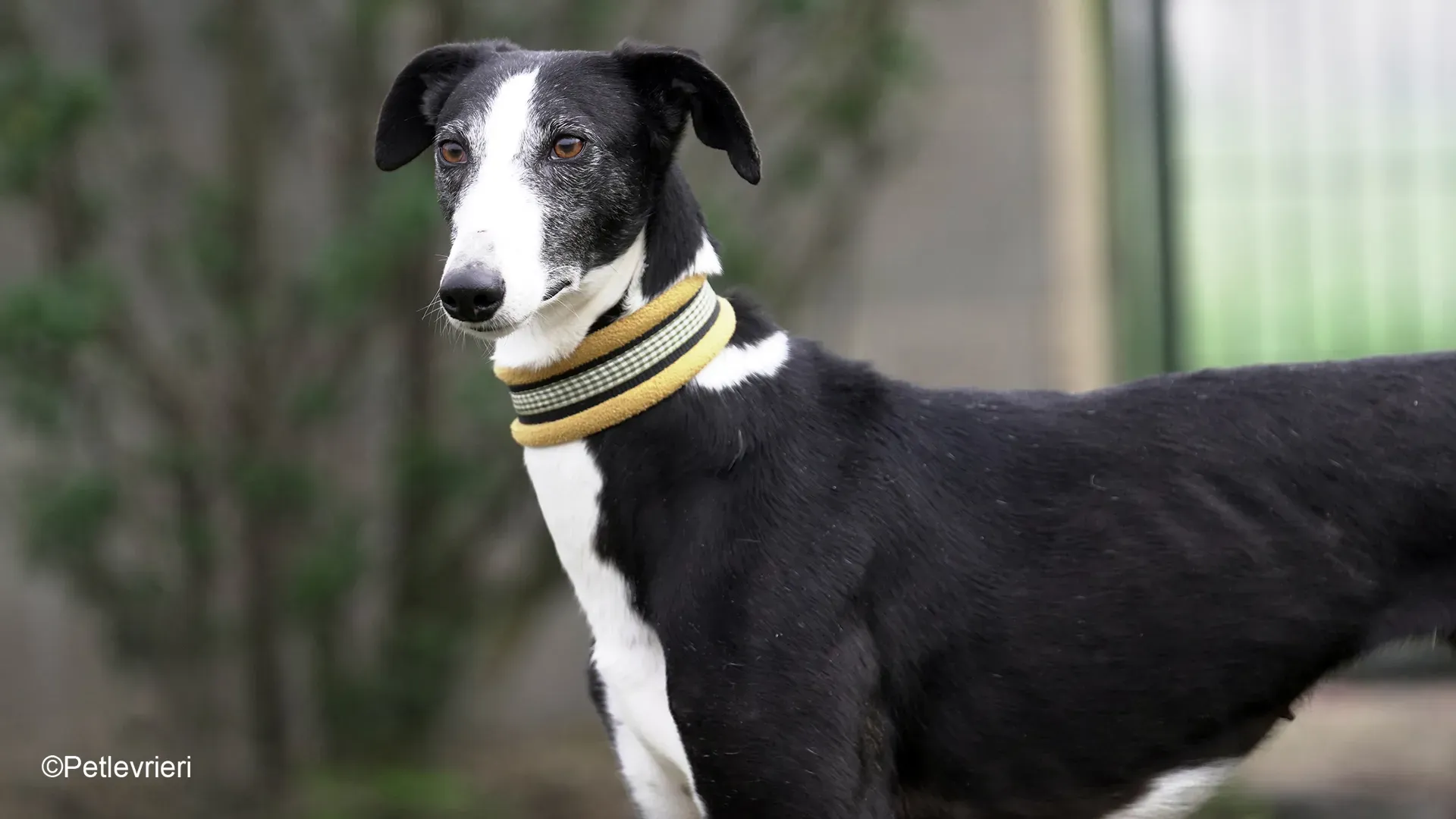 Nerina chip7668 galgo femmina nera cane adozione levriero 21
