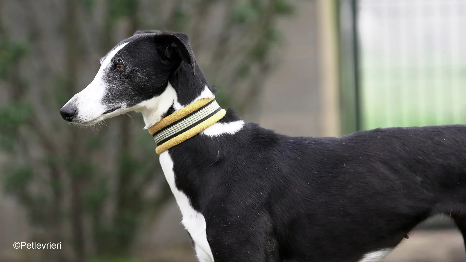 Nerina chip7668 galgo femmina nera cane adozione levriero 22