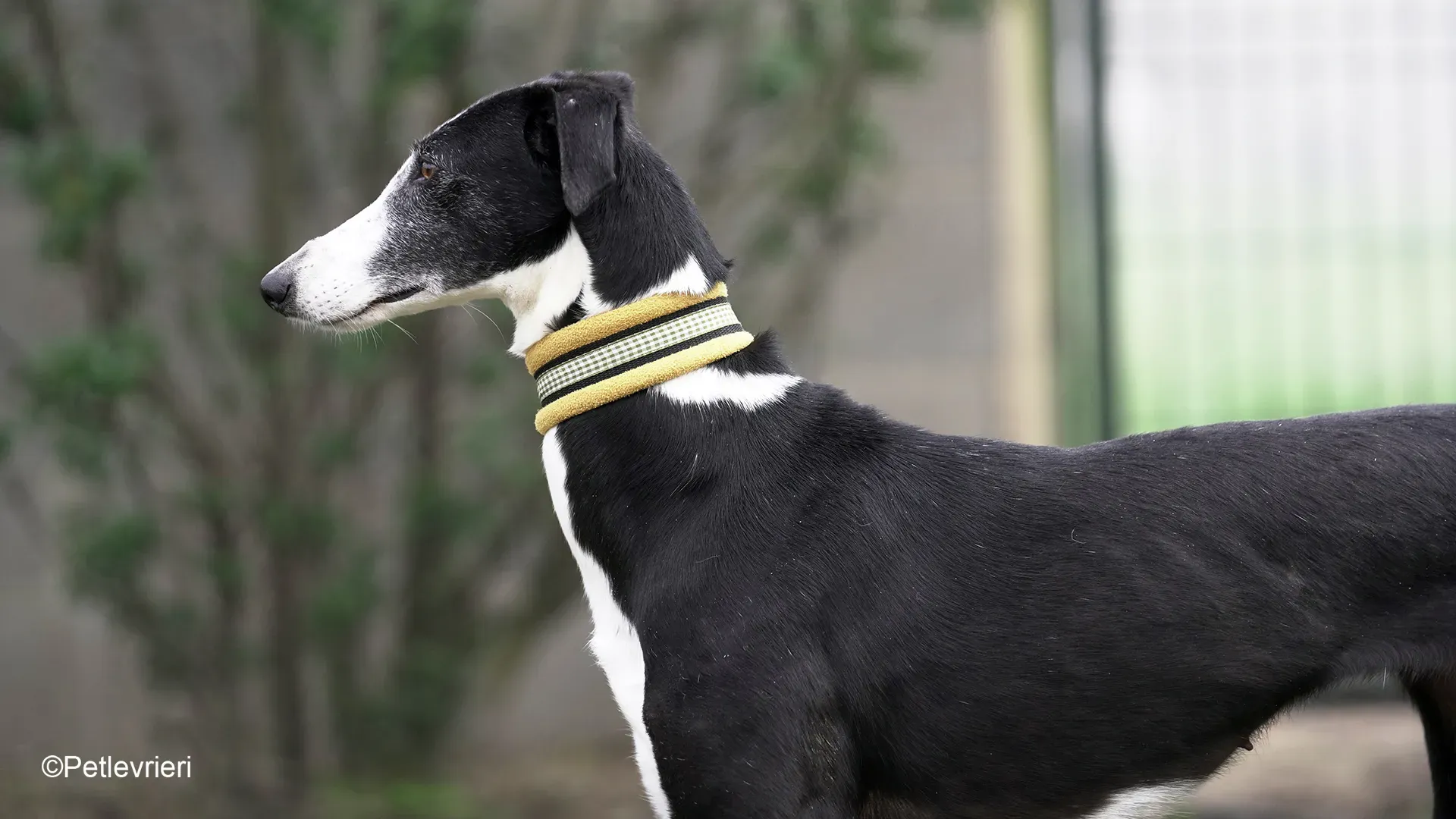 Nerina chip7668 galgo femmina nera cane adozione levriero 23