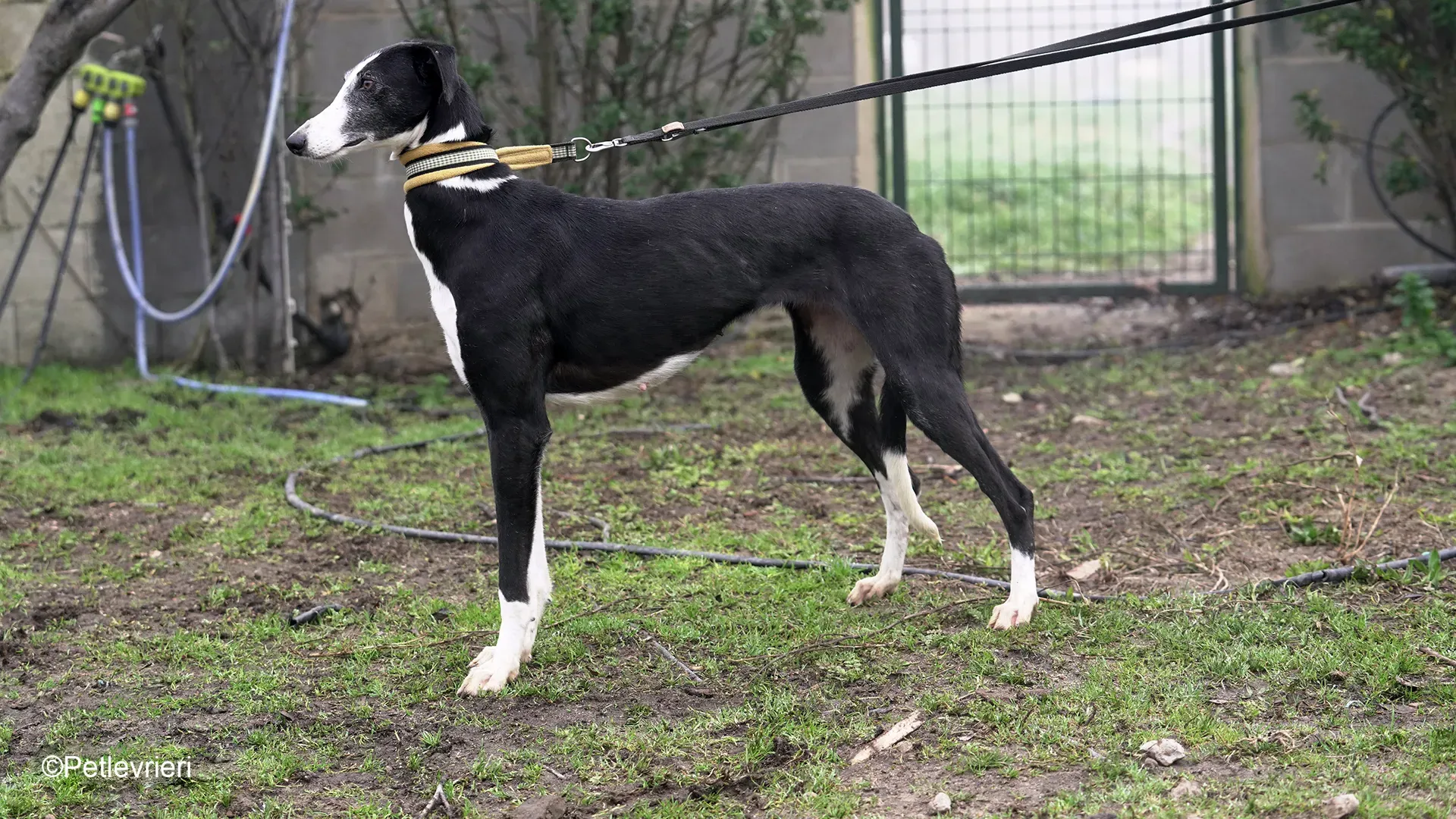 Nerina chip7668 galgo femmina nera cane adozione levriero 25