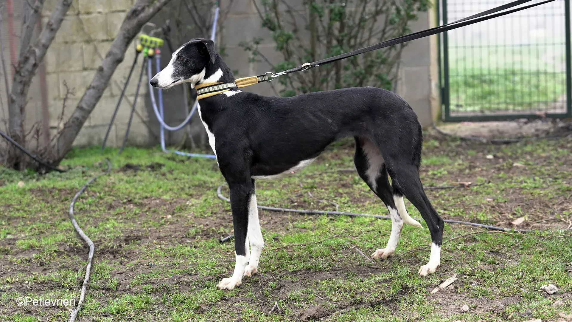 Nerina chip7668 galgo femmina nera cane adozione levriero 26
