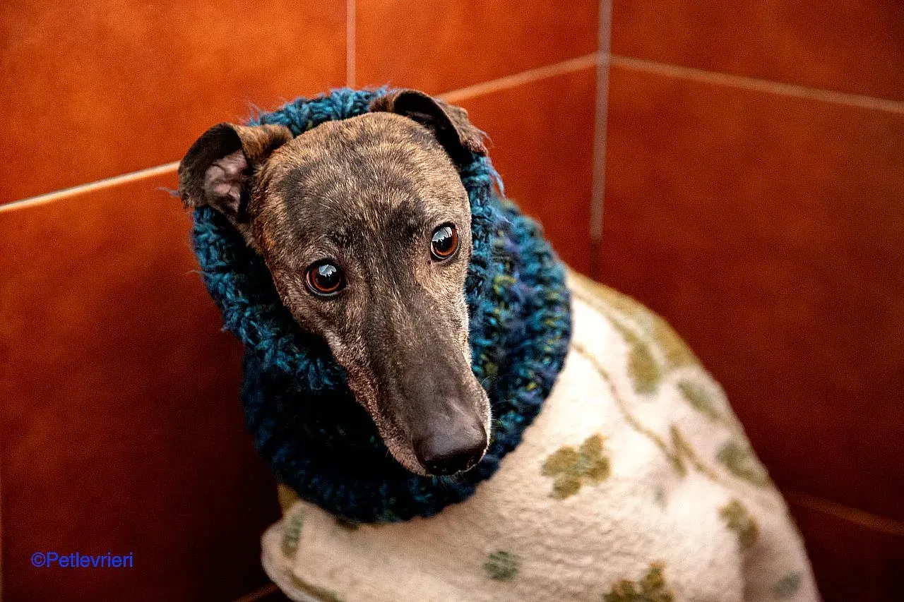 Ness adozione levrieri galgo 01