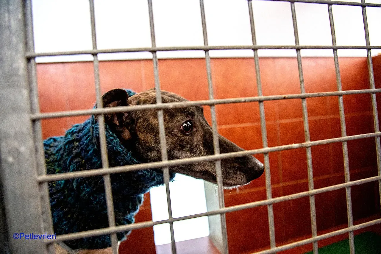 Ness adozione levrieri galgo 02