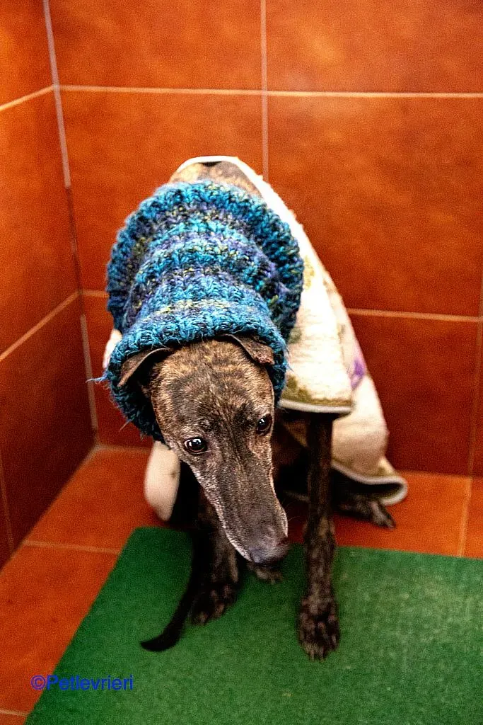 Ness adozione levrieri galgo 03