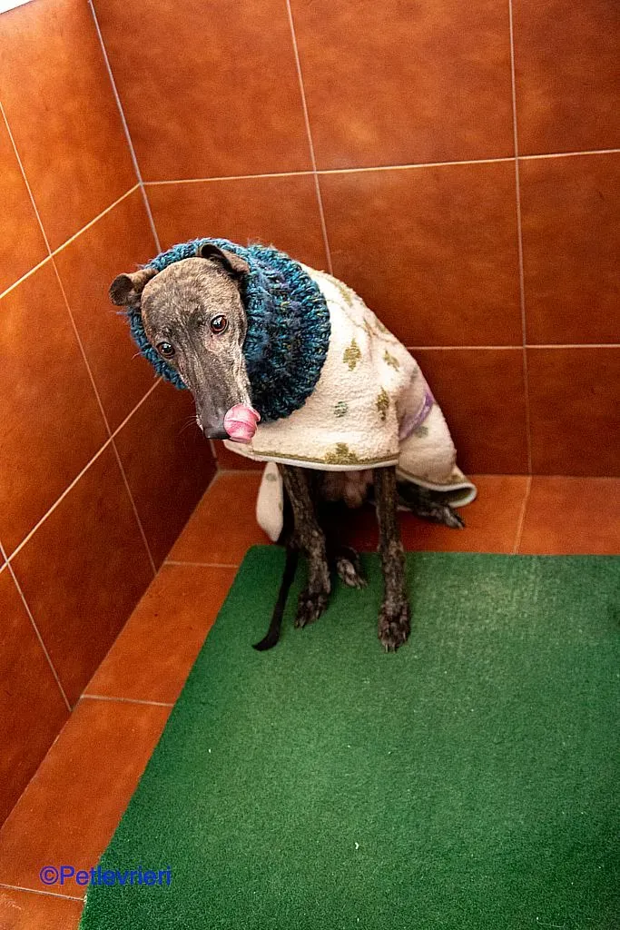 Ness adozione levrieri galgo 04