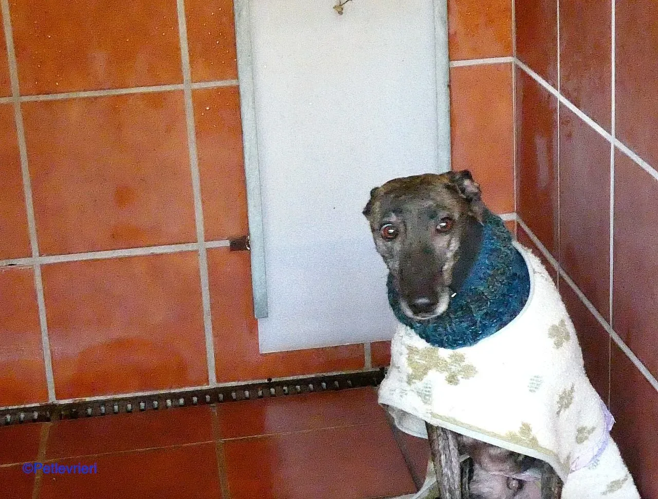 Ness adozione levrieri galgo 05