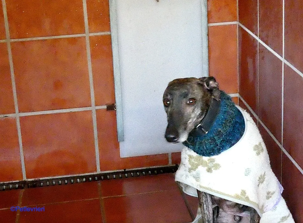 Ness adozione levrieri galgo 06