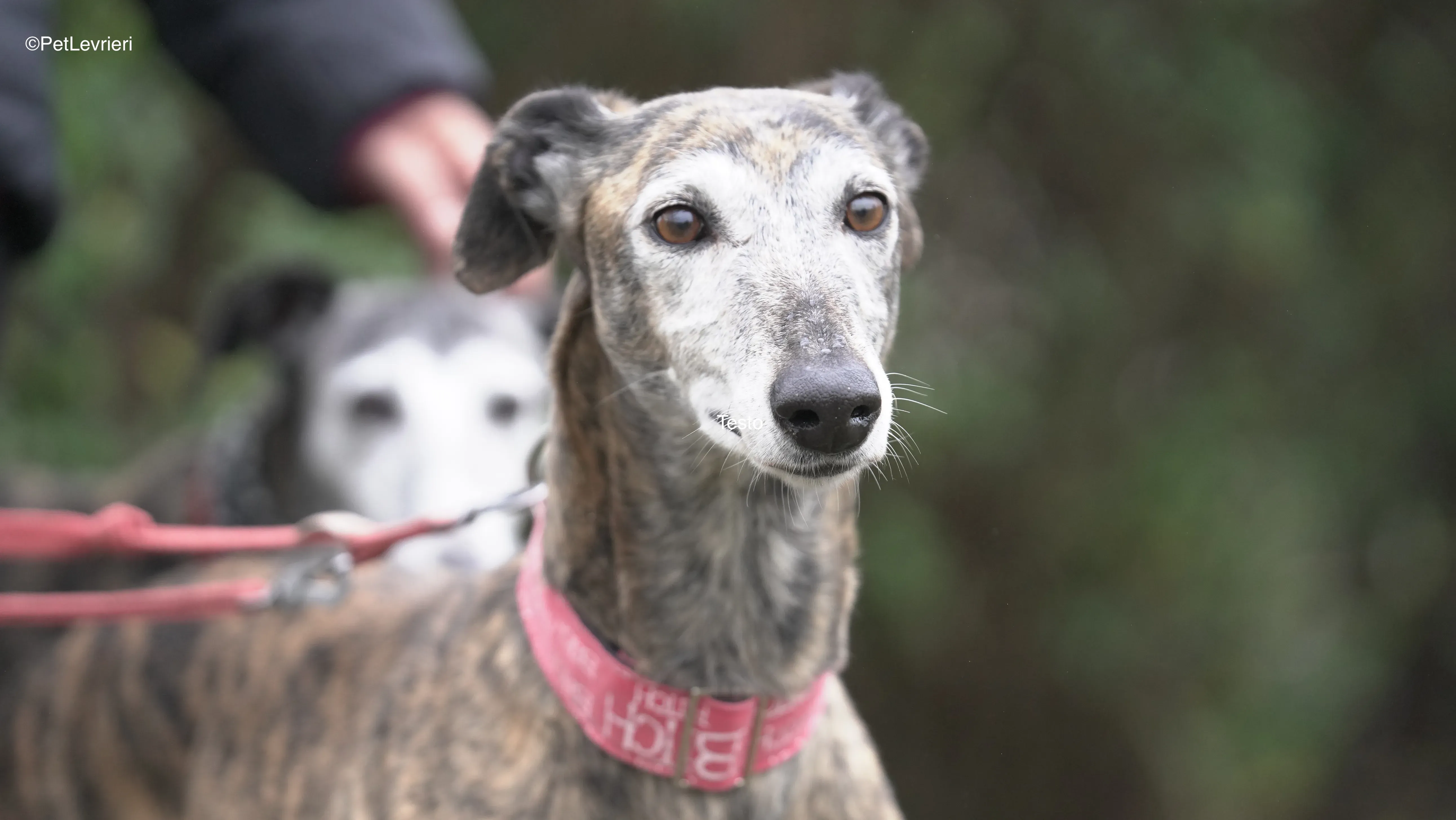 Neus adozione galgo pet levrieri 1