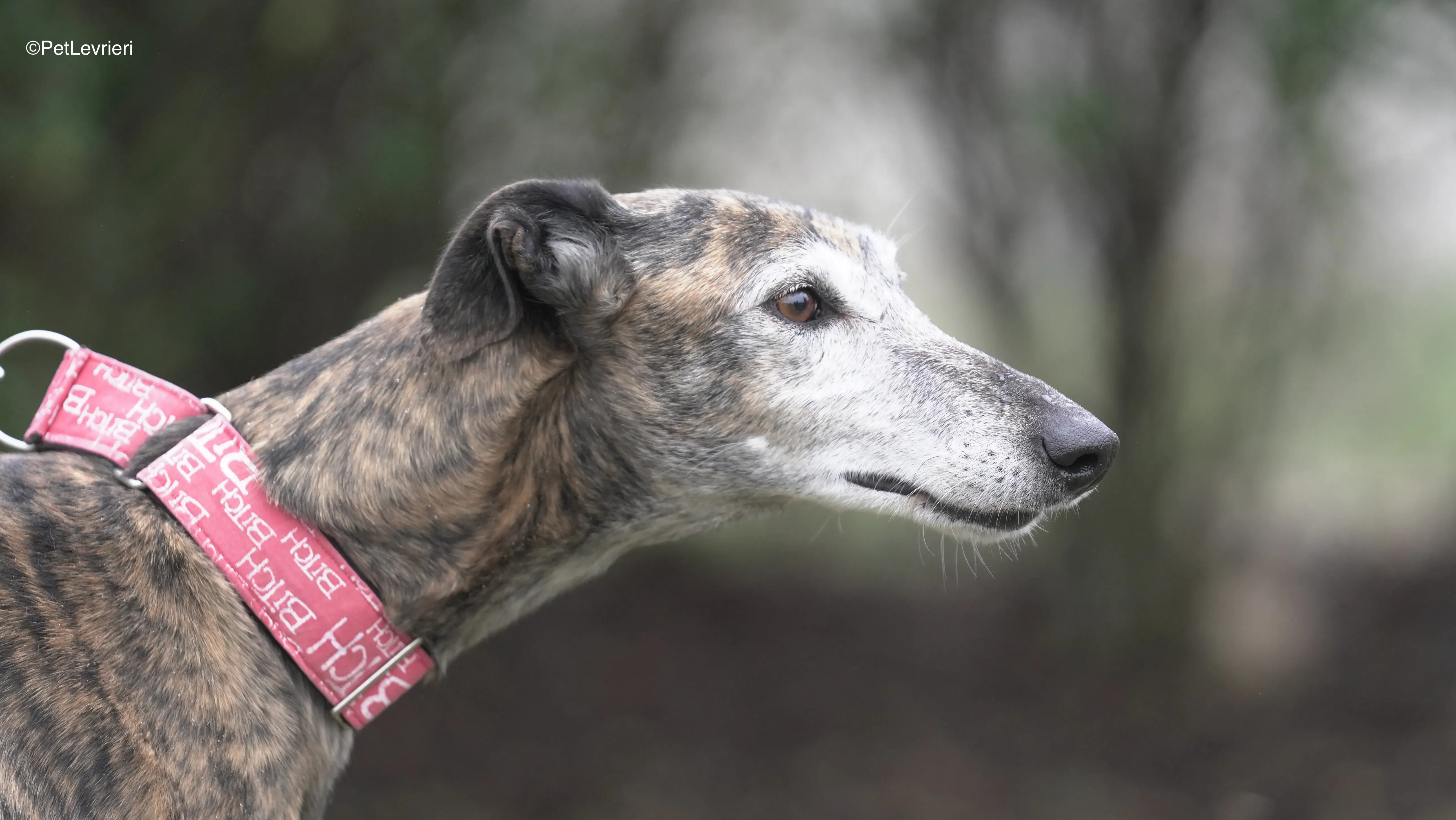 Neus adozione galgo pet levrieri 10