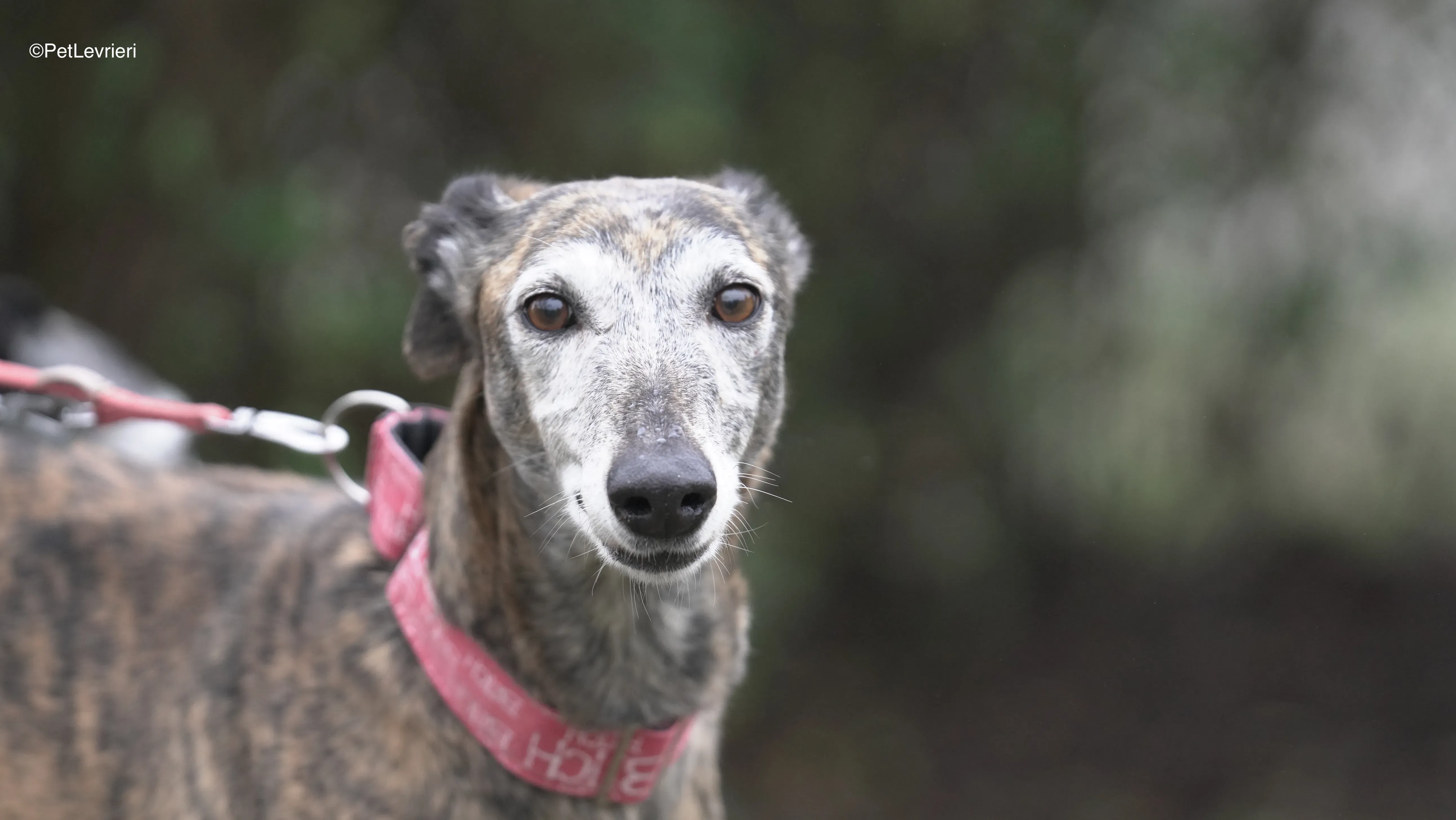 Neus adozione galgo pet levrieri 11