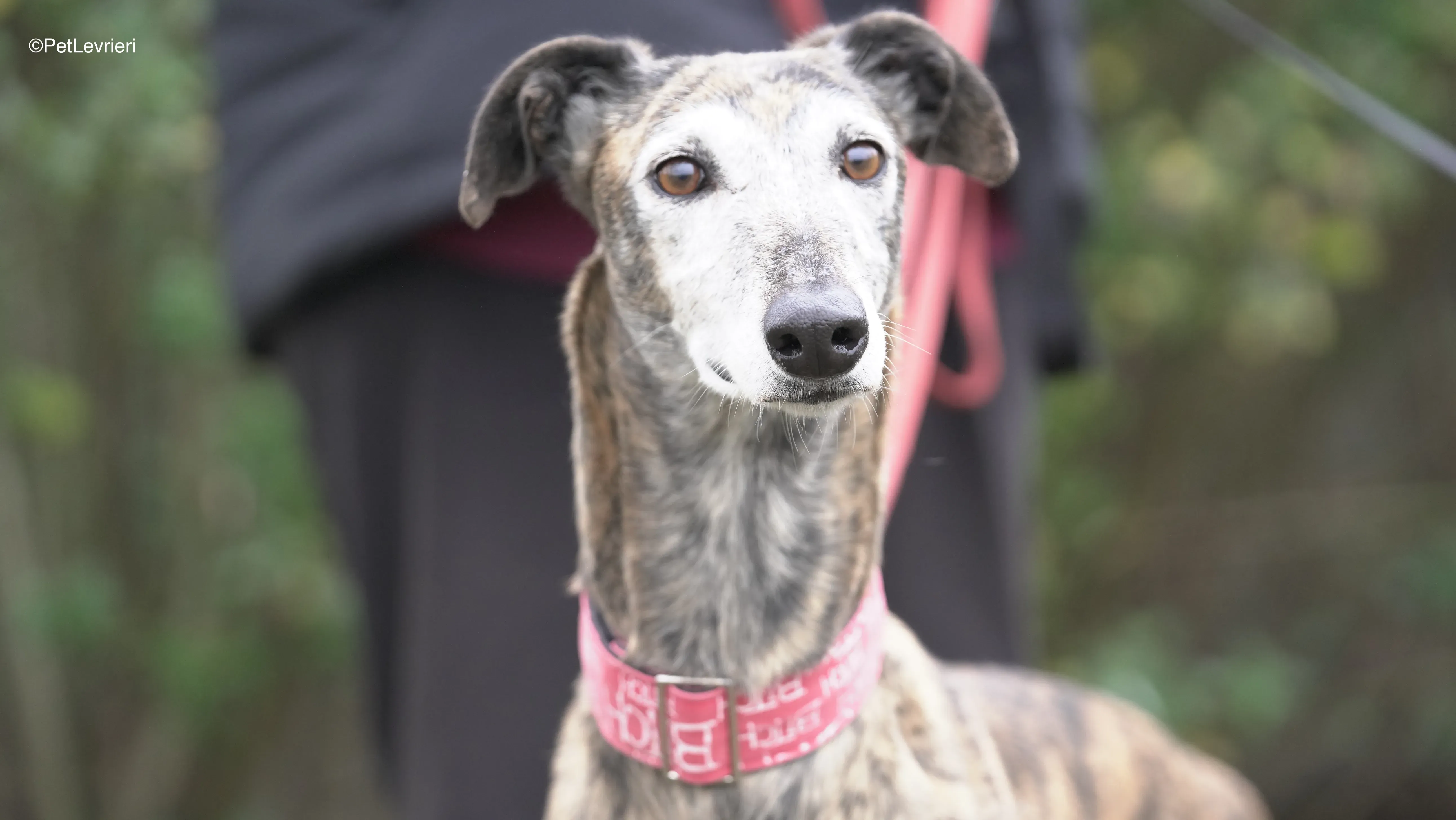 Neus adozione galgo pet levrieri 12