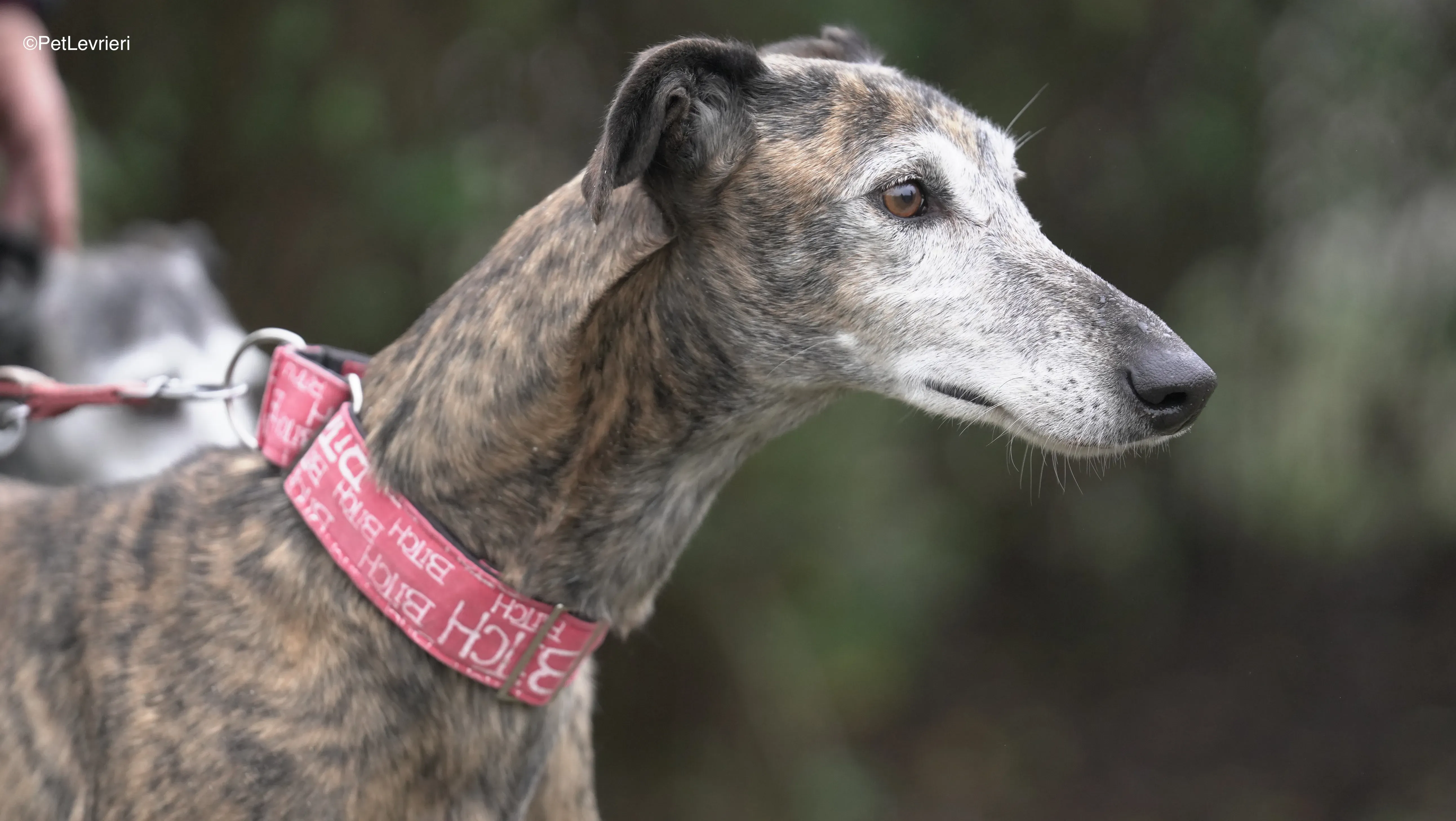 Neus adozione galgo pet levrieri 13