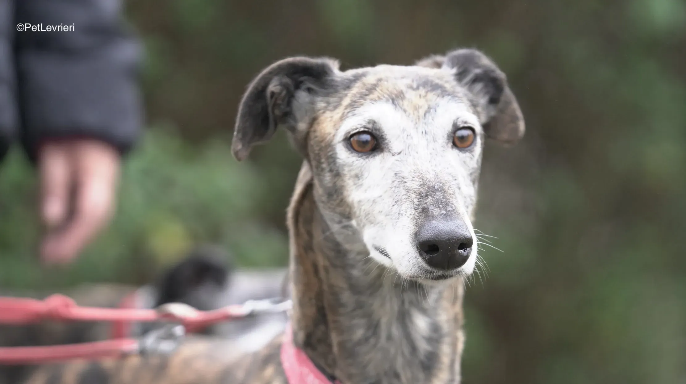 Neus adozione galgo pet levrieri 14 scaled e1708501584904