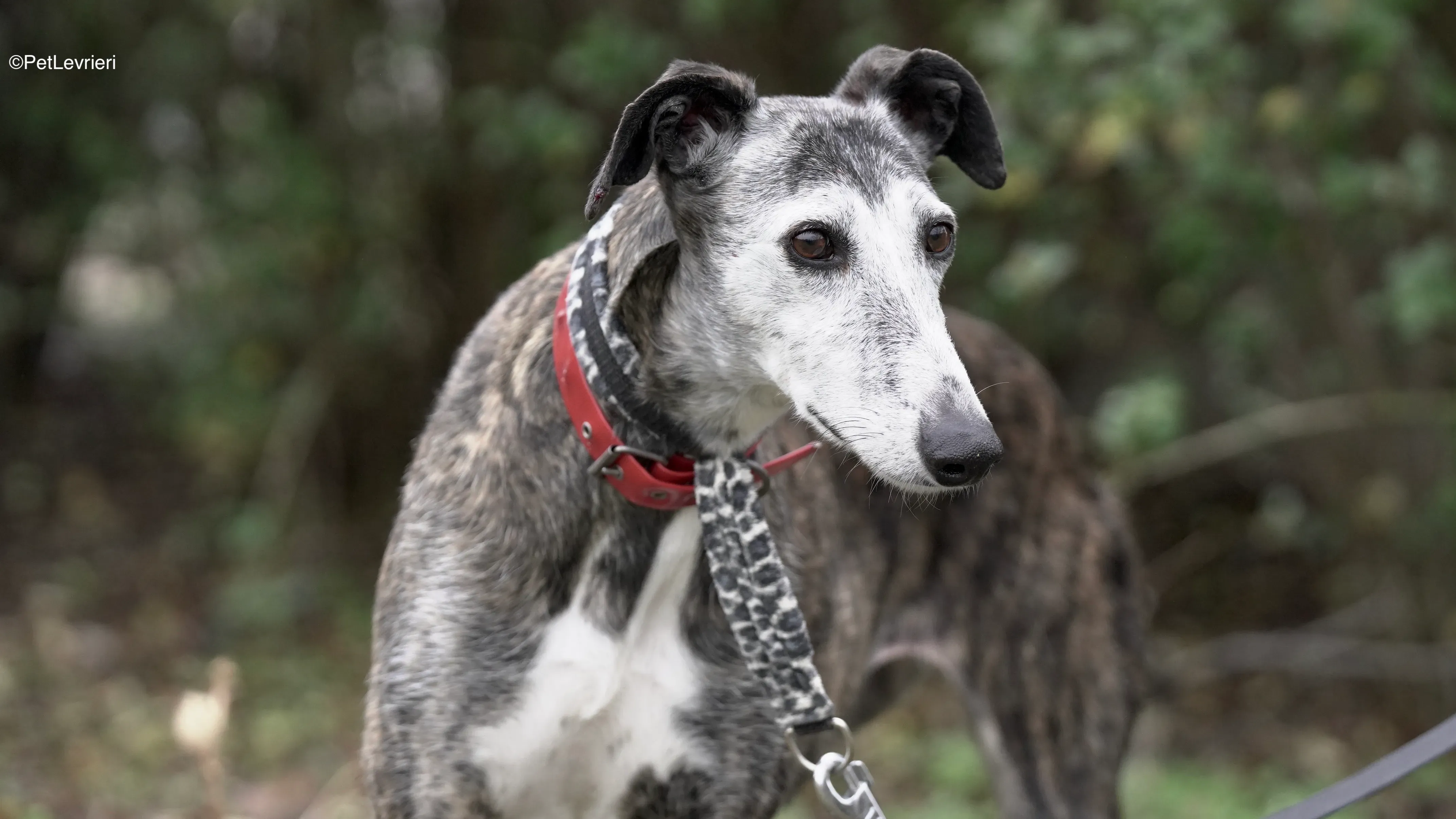 Neus adozione galgo pet levrieri 15