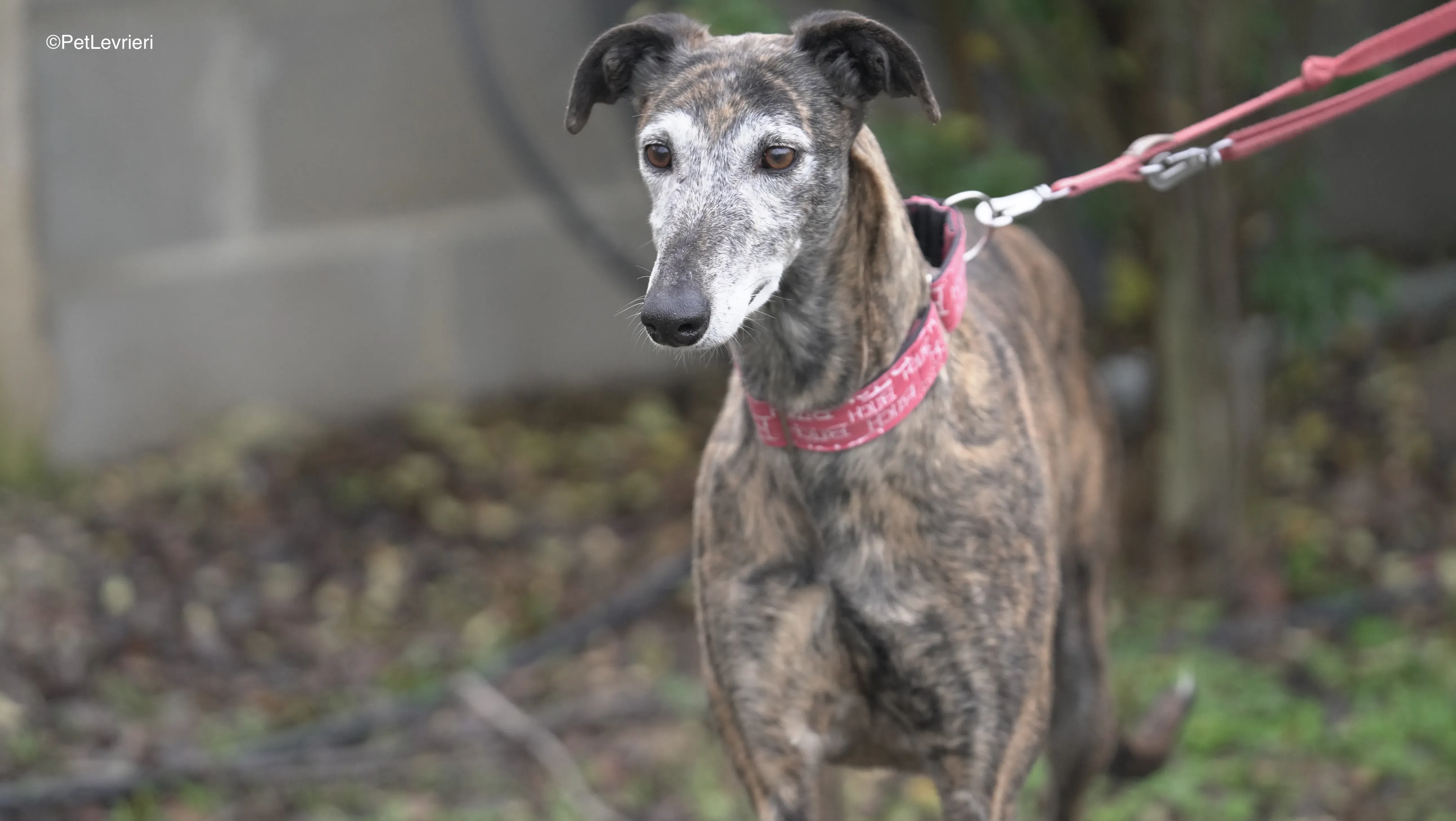 Neus adozione galgo pet levrieri 2