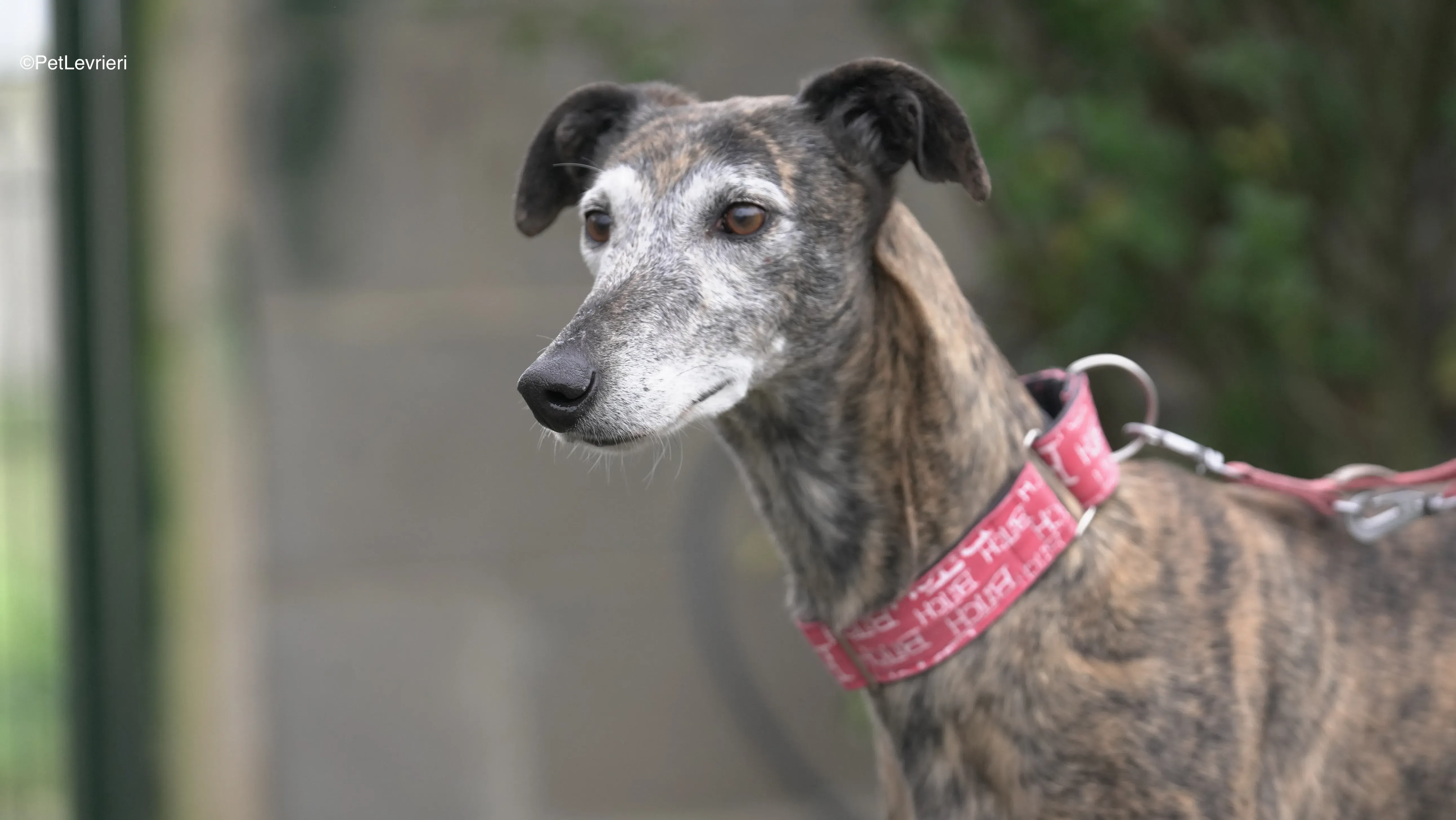 Neus adozione galgo pet levrieri 5