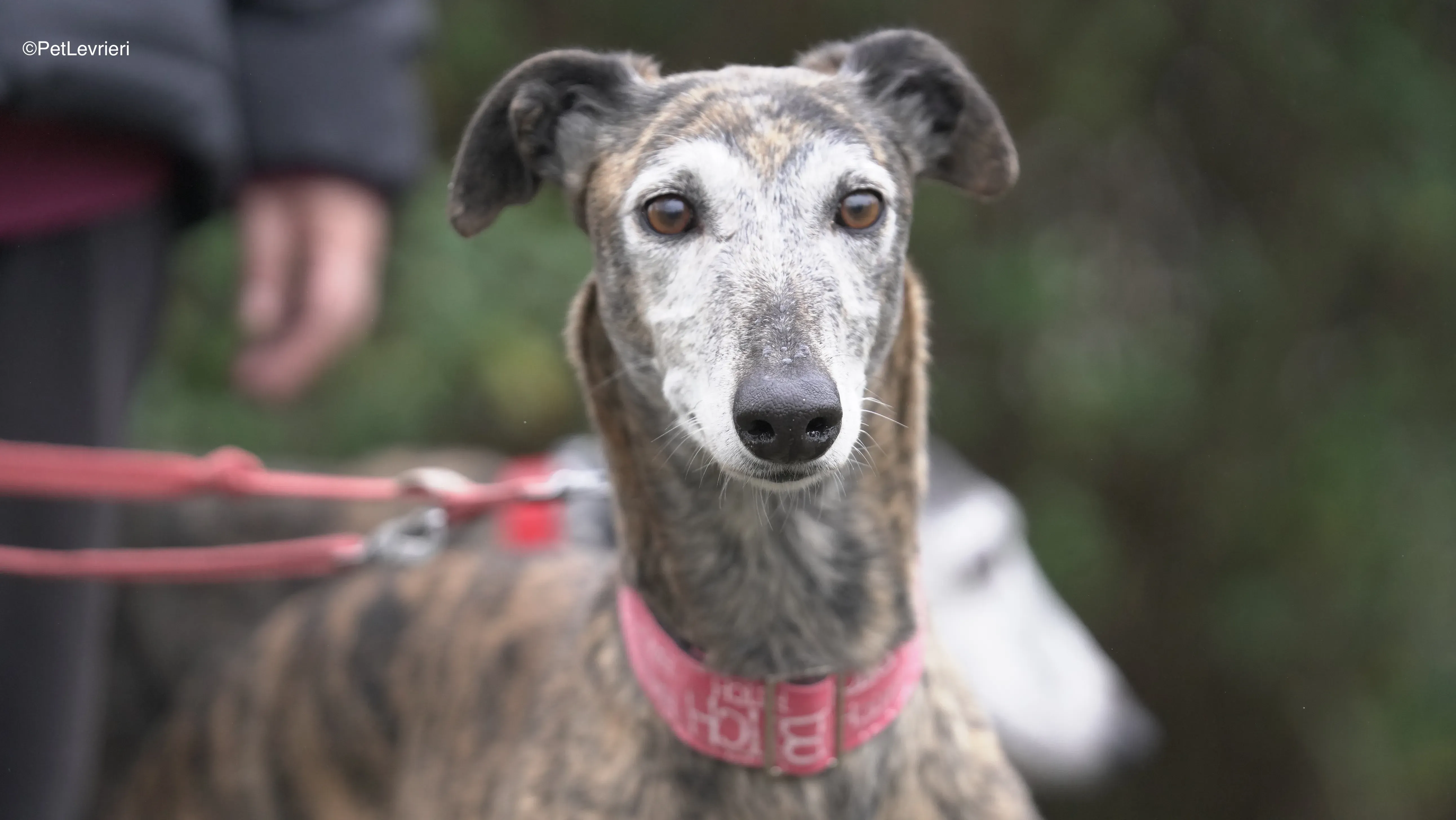 Neus adozione galgo pet levrieri 8