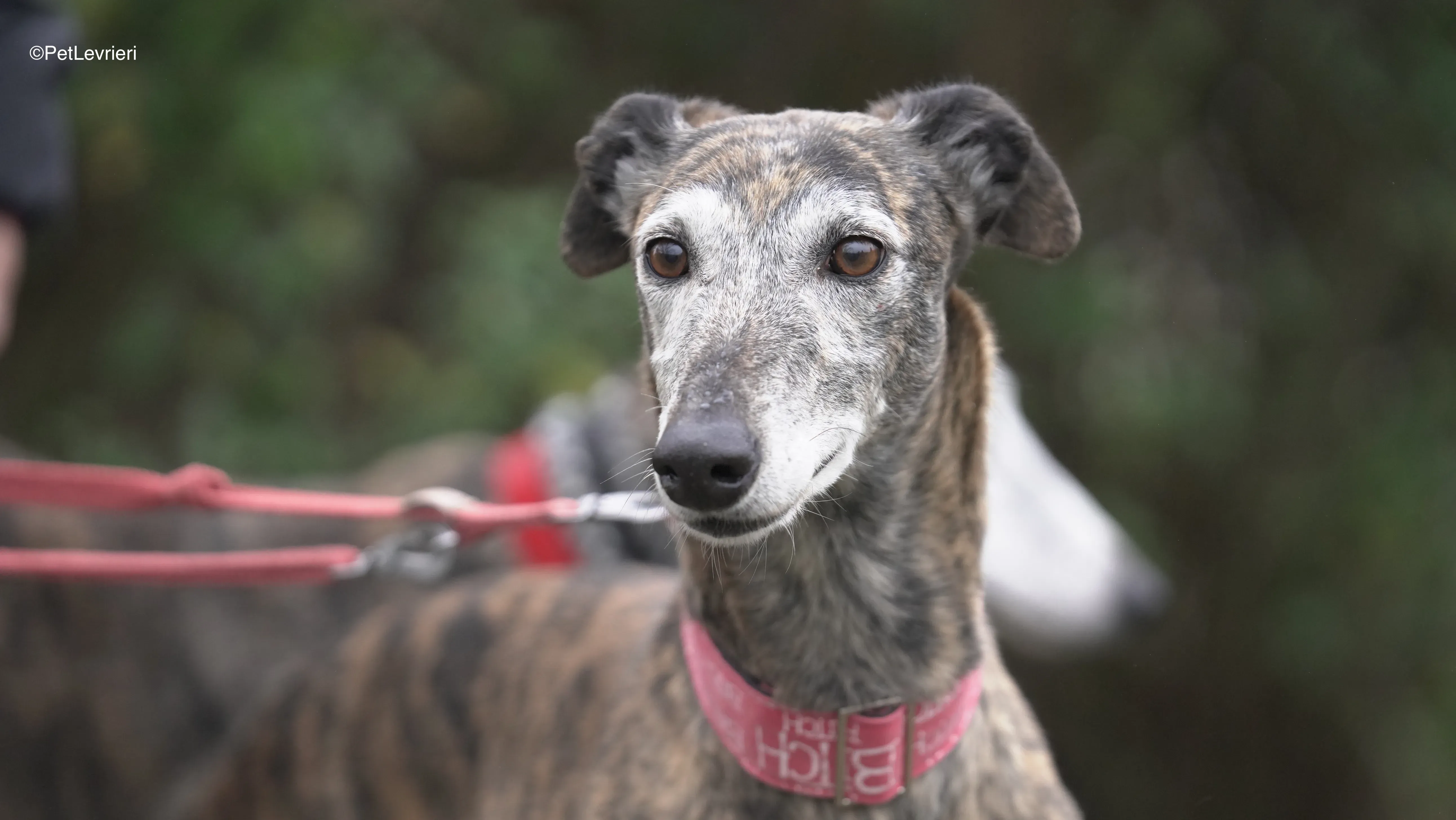 Neus adozione galgo pet levrieri 9