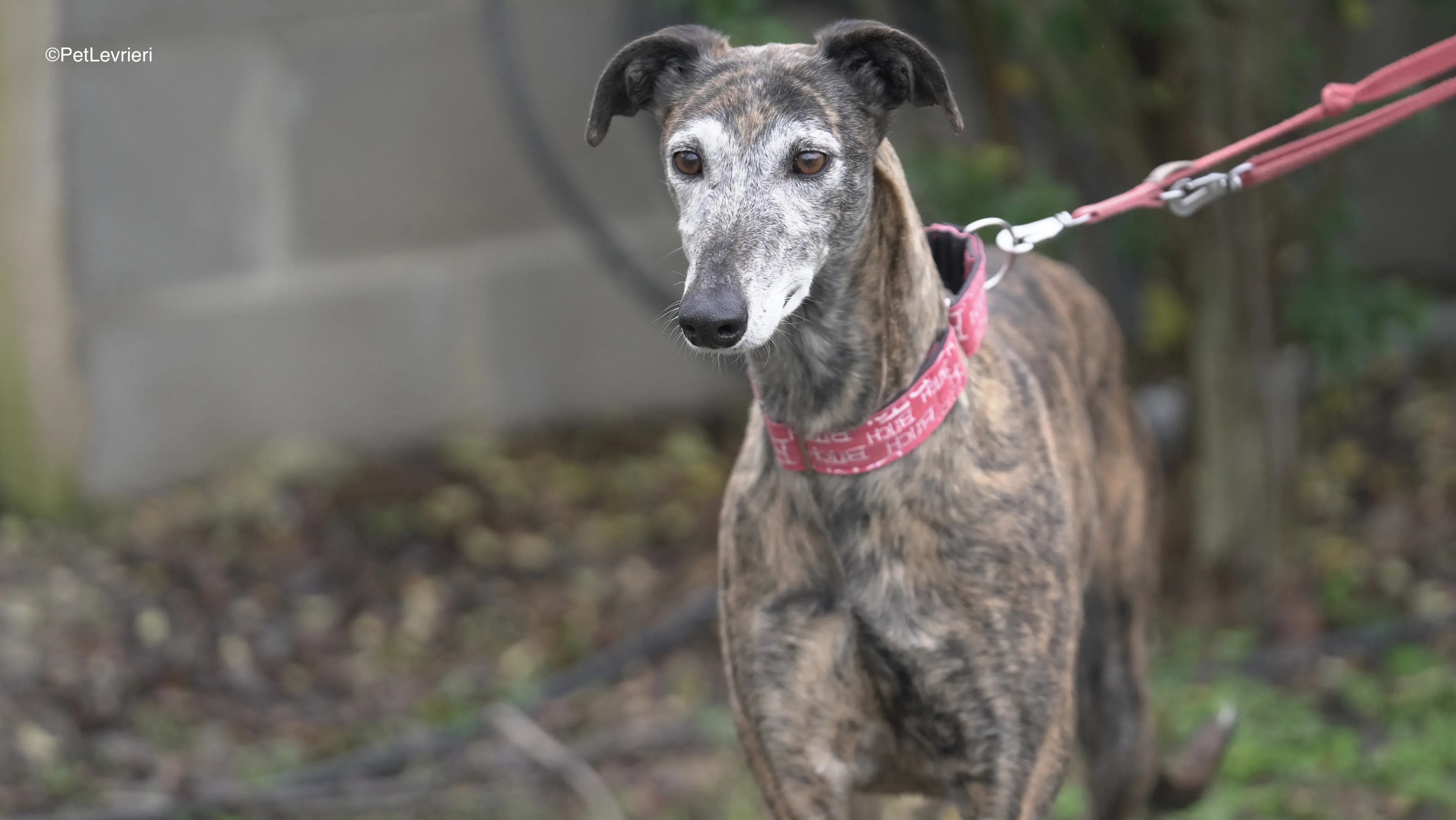 Neus adozione. galgo pet levrieri 4