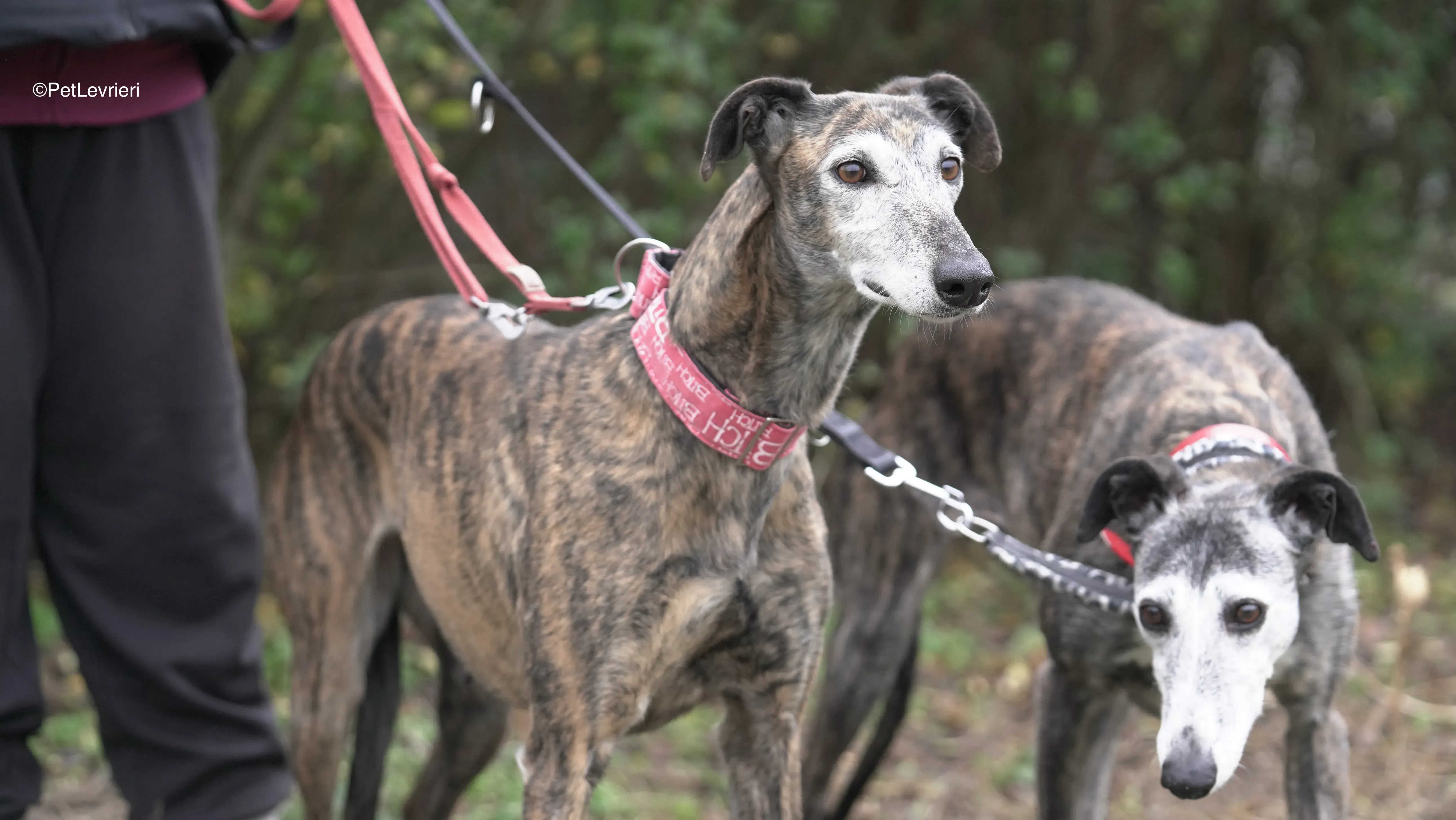 Neus e Famosa adozione galgo pet levrieri 7