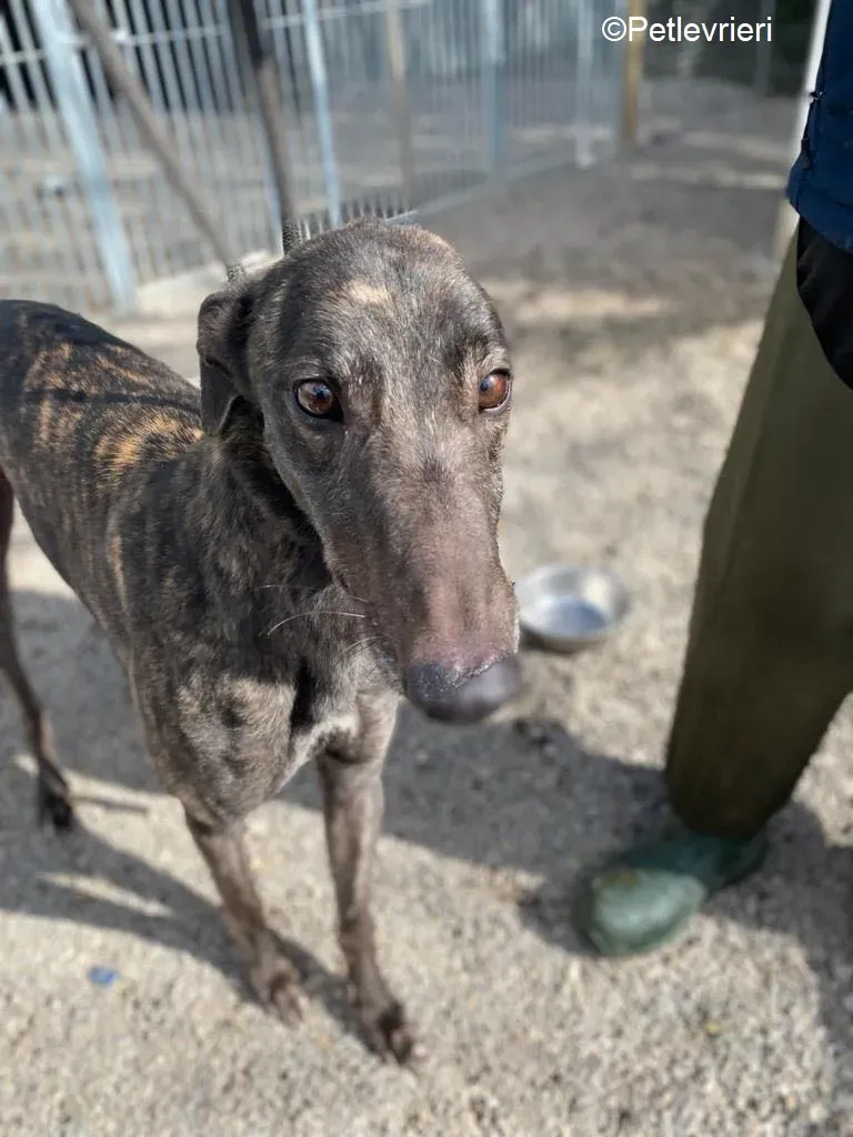 Neveralie adozione levrieri greyhound 1