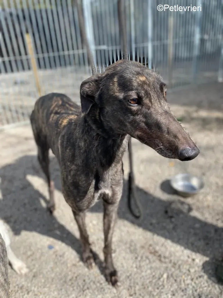Neveralie adozione levrieri greyhound 2