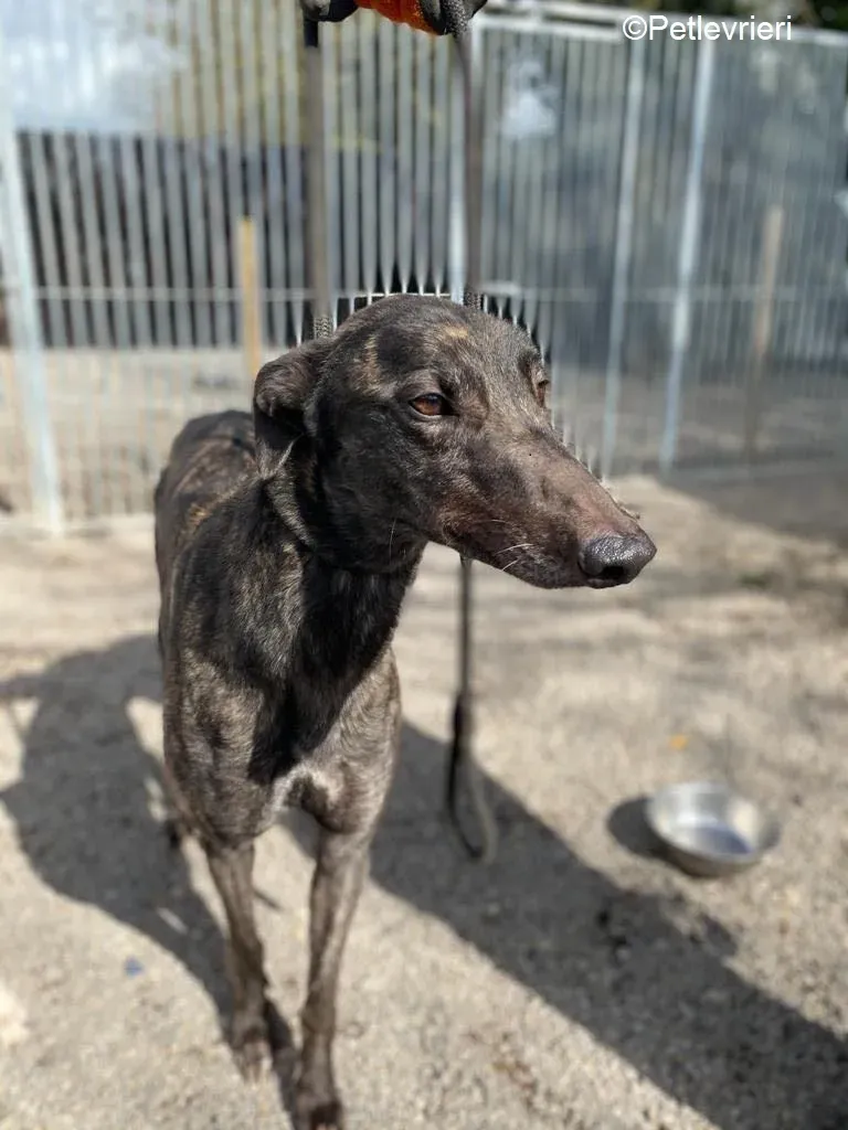 Neveralie adozione levrieri greyhound 3