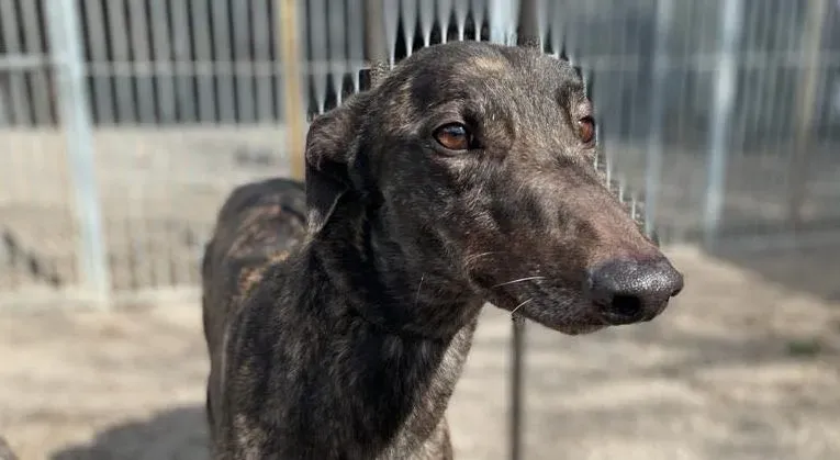 Neveralie adozione levrieri greyhound 4 e1616868571529