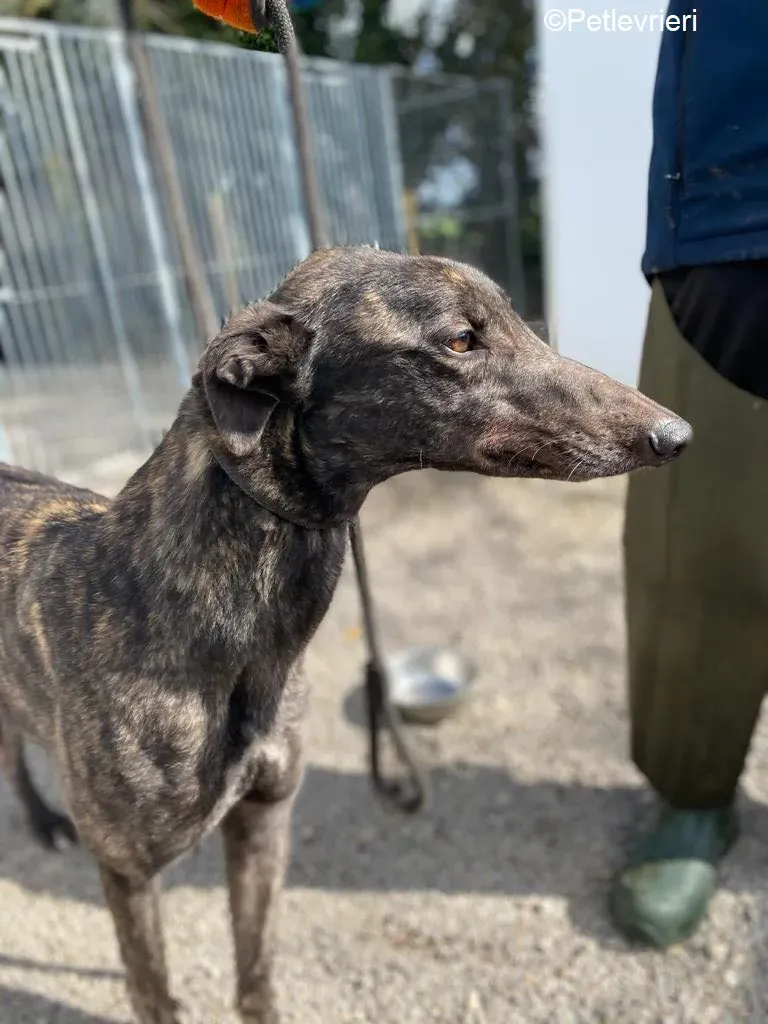 Neveralie adozione levrieri greyhound 5