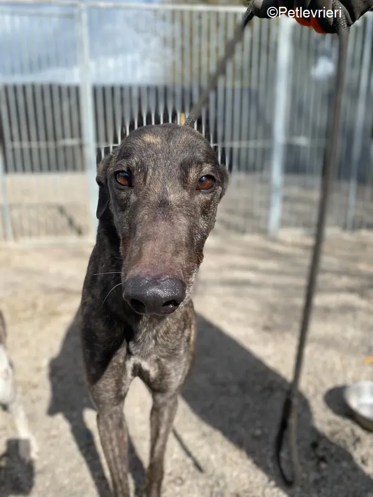Neveralie adozione levrieri greyhound 6