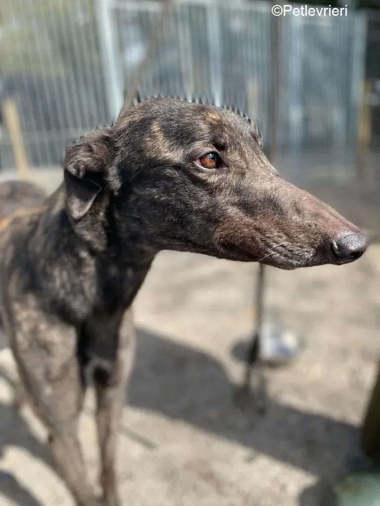 Neveralie adozione levrieri greyhound 7