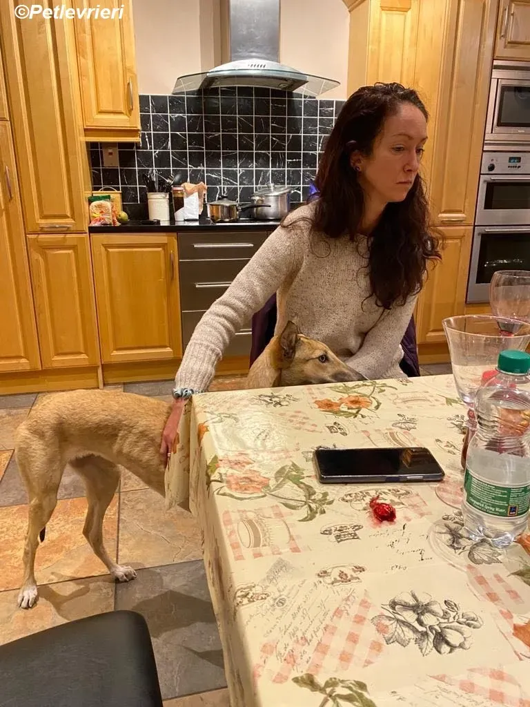 Neville adozione levrieri greyhound 10