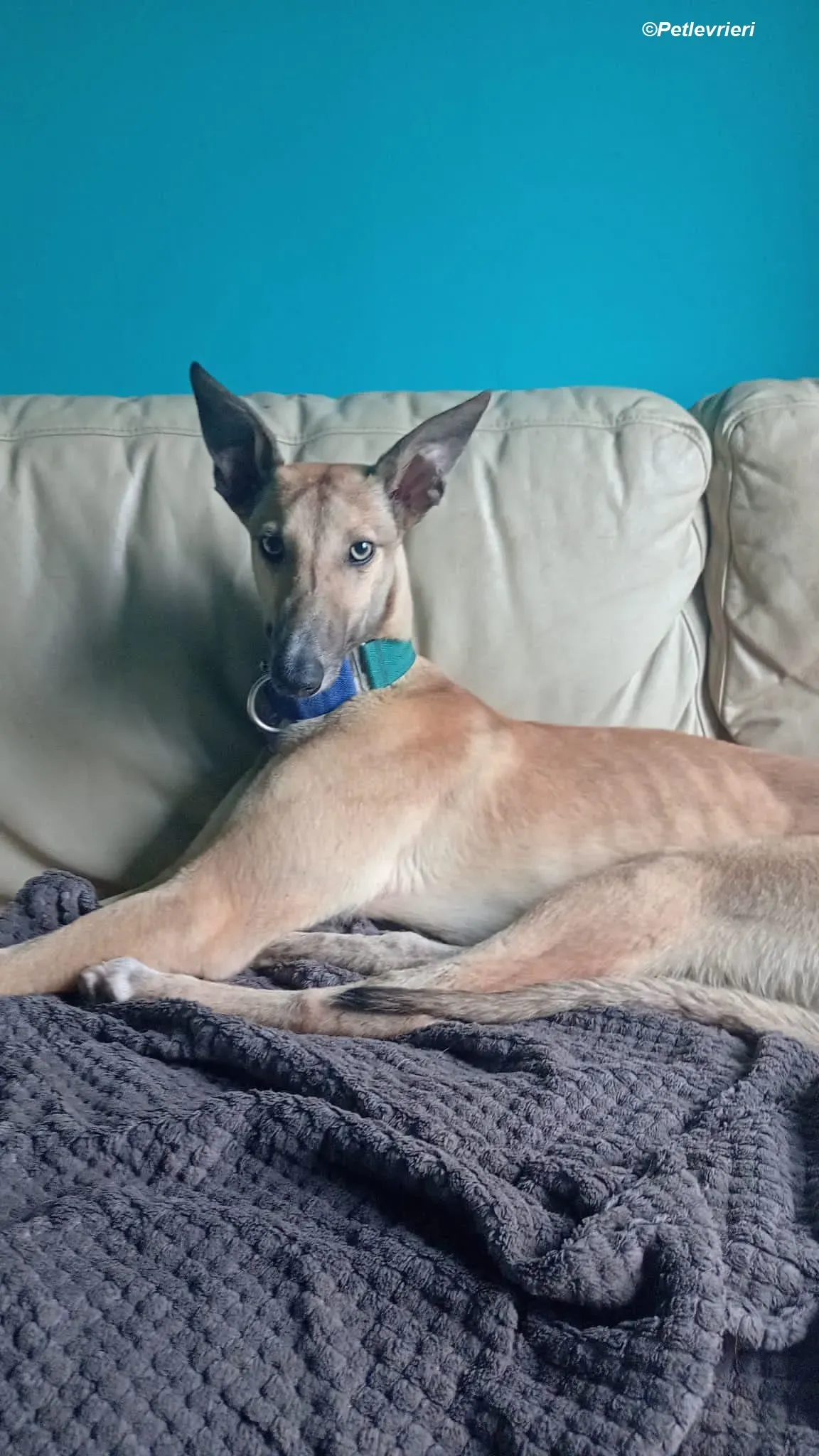 Neville adozione levrieri greyhound 2