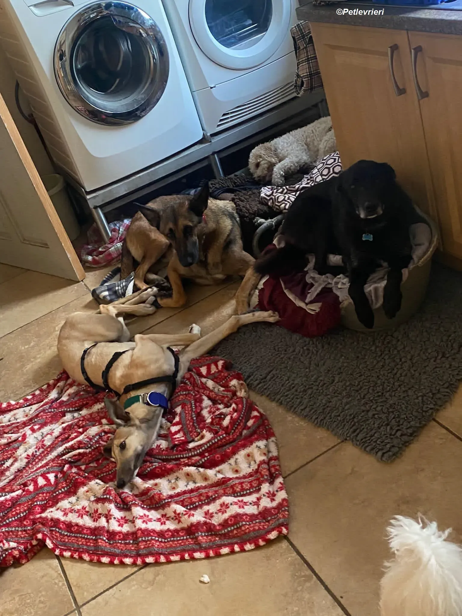 Neville adozione levrieri greyhound 3