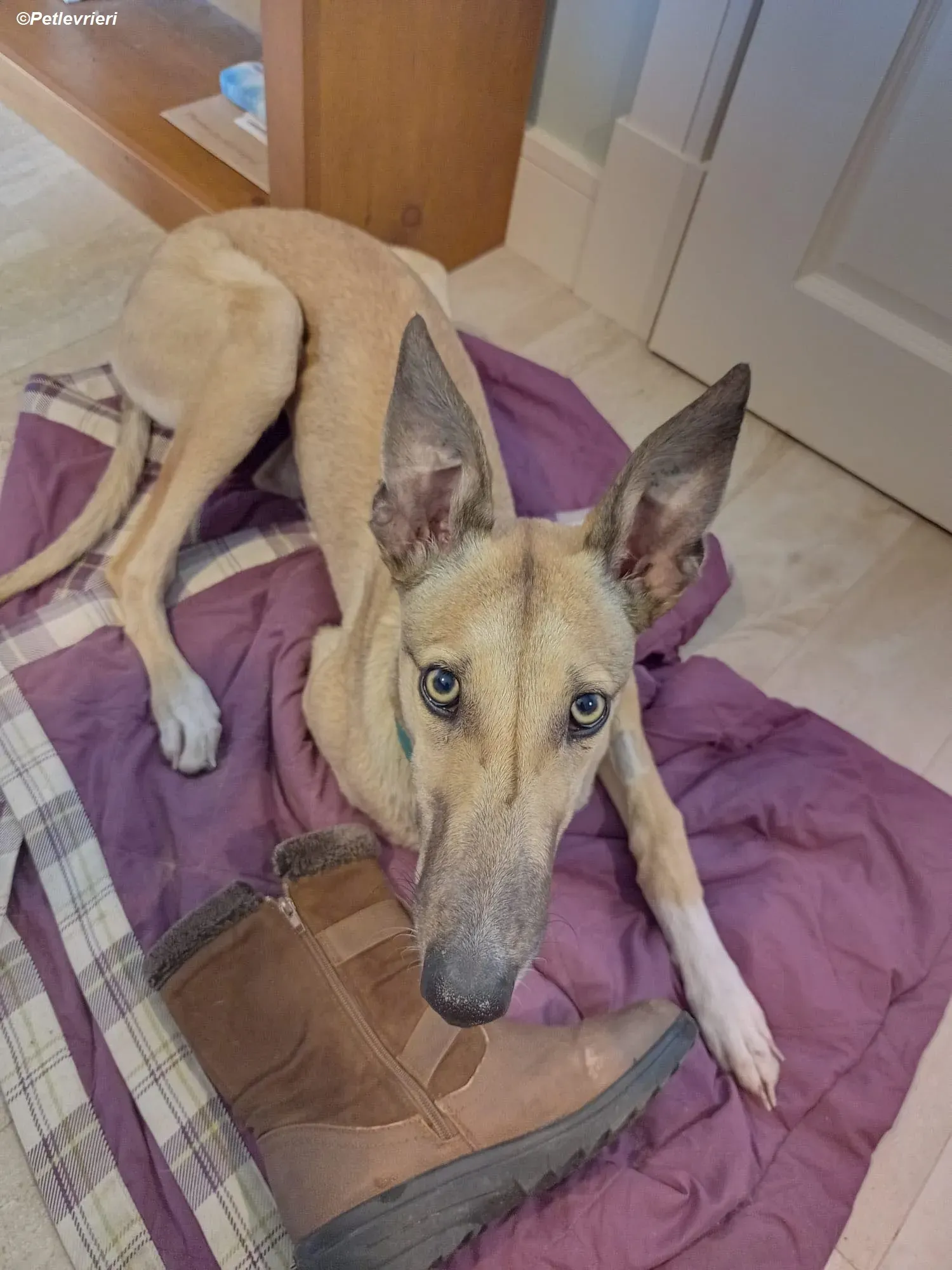 Neville adozione levrieri greyhound 4 1